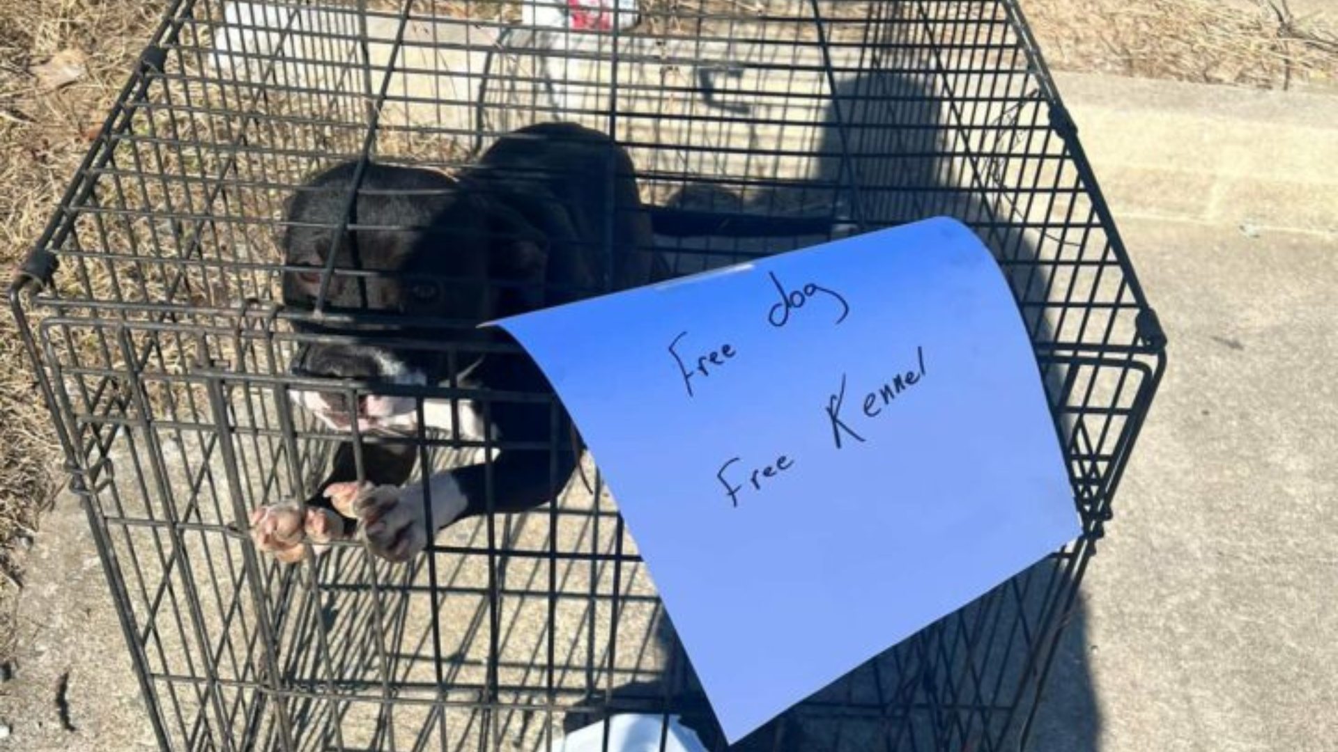 dog in a cage with a note