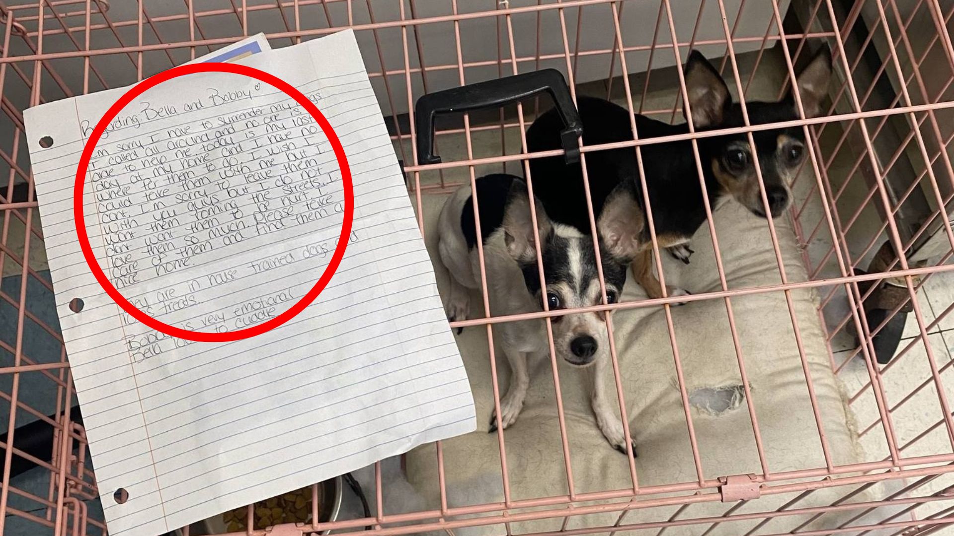 abandoned chihuahuas