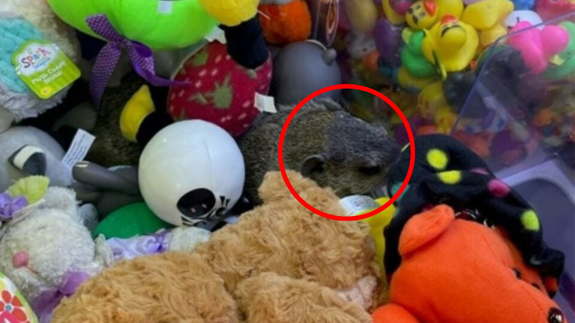 animal in toy machine