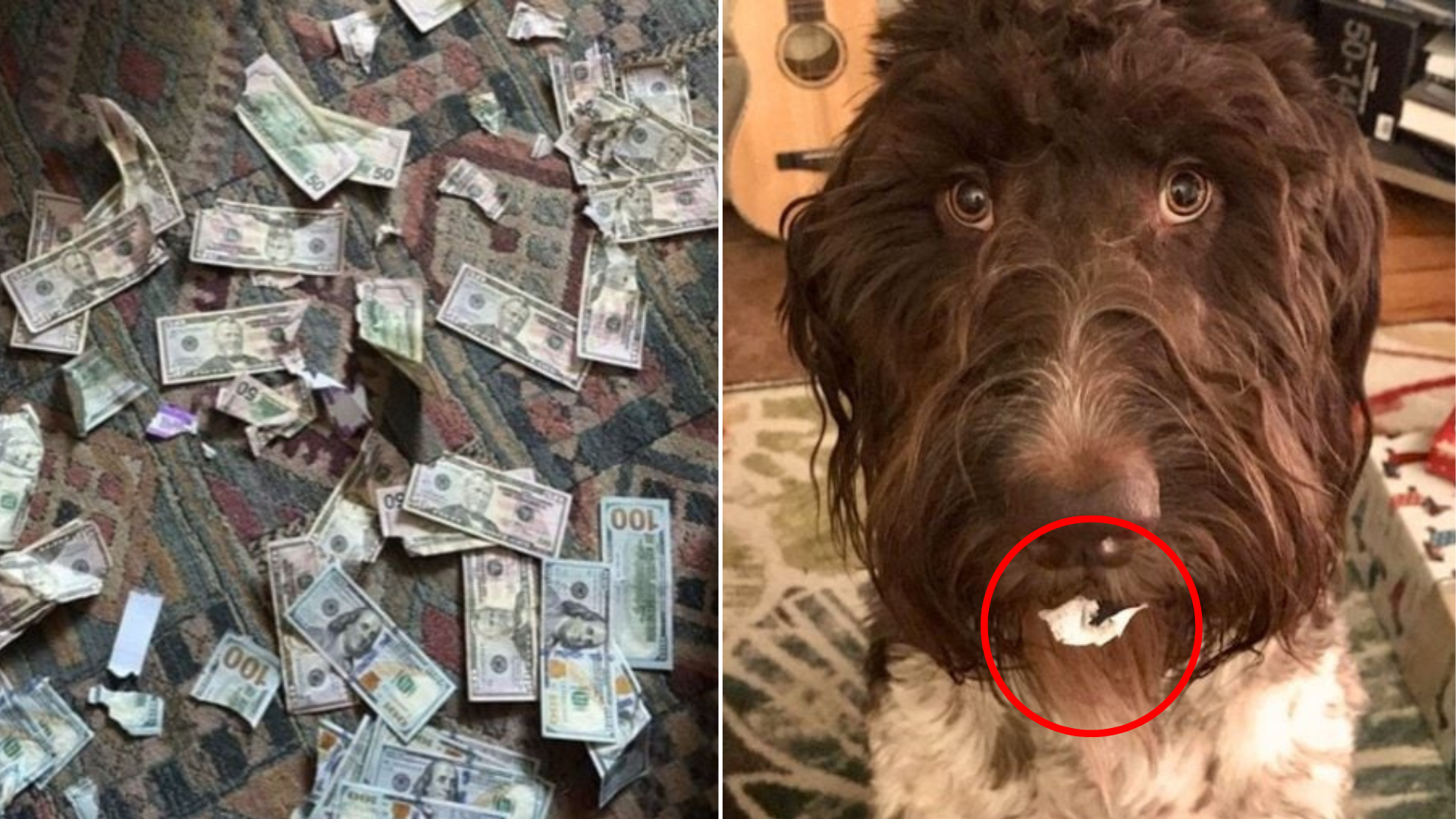 guilty dog destroyed money