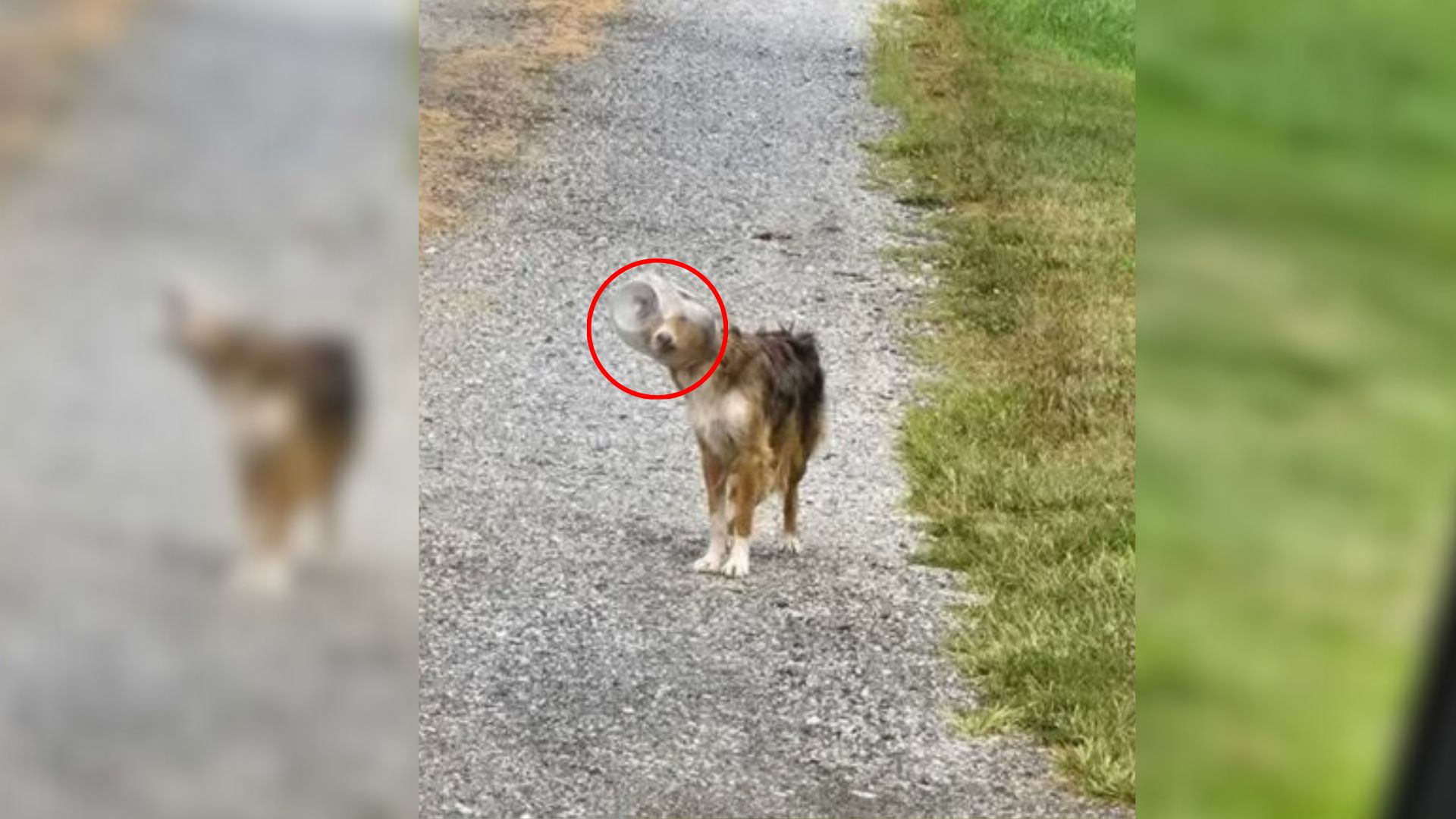 dog with jar on head