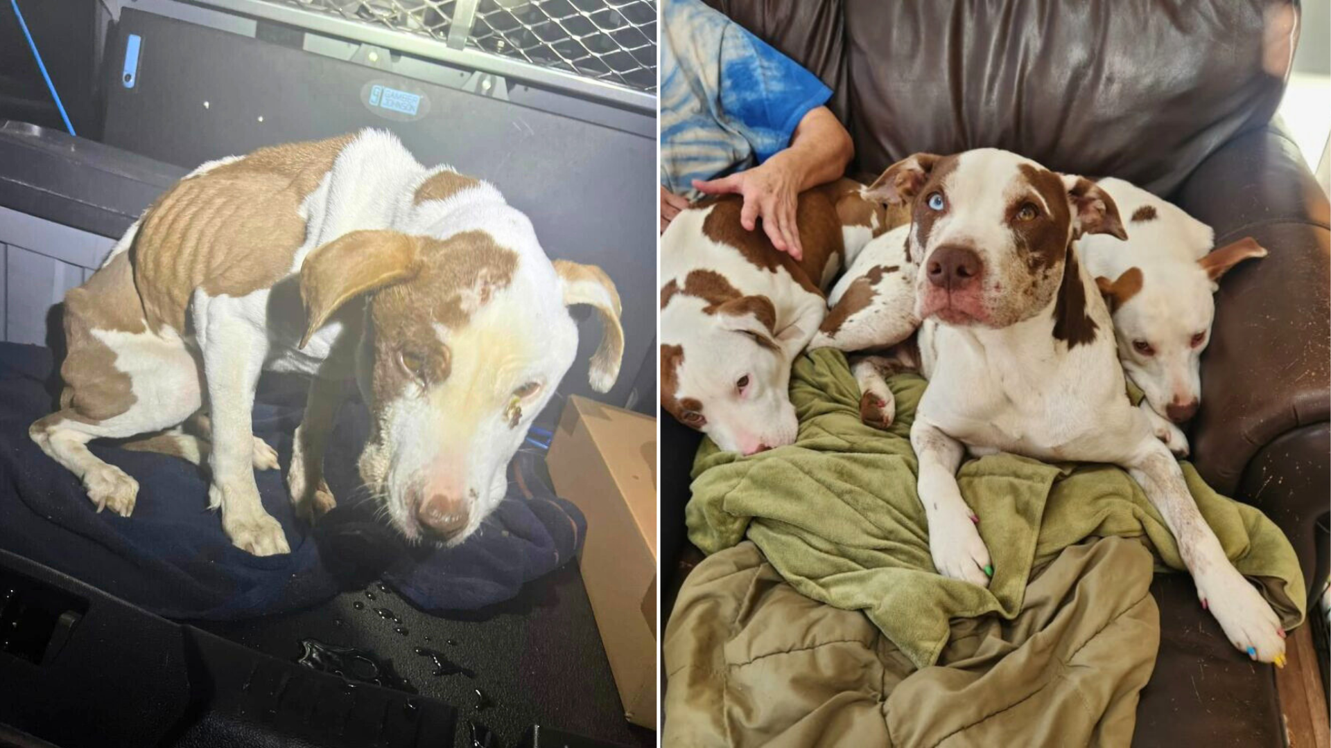 before and after stray dog