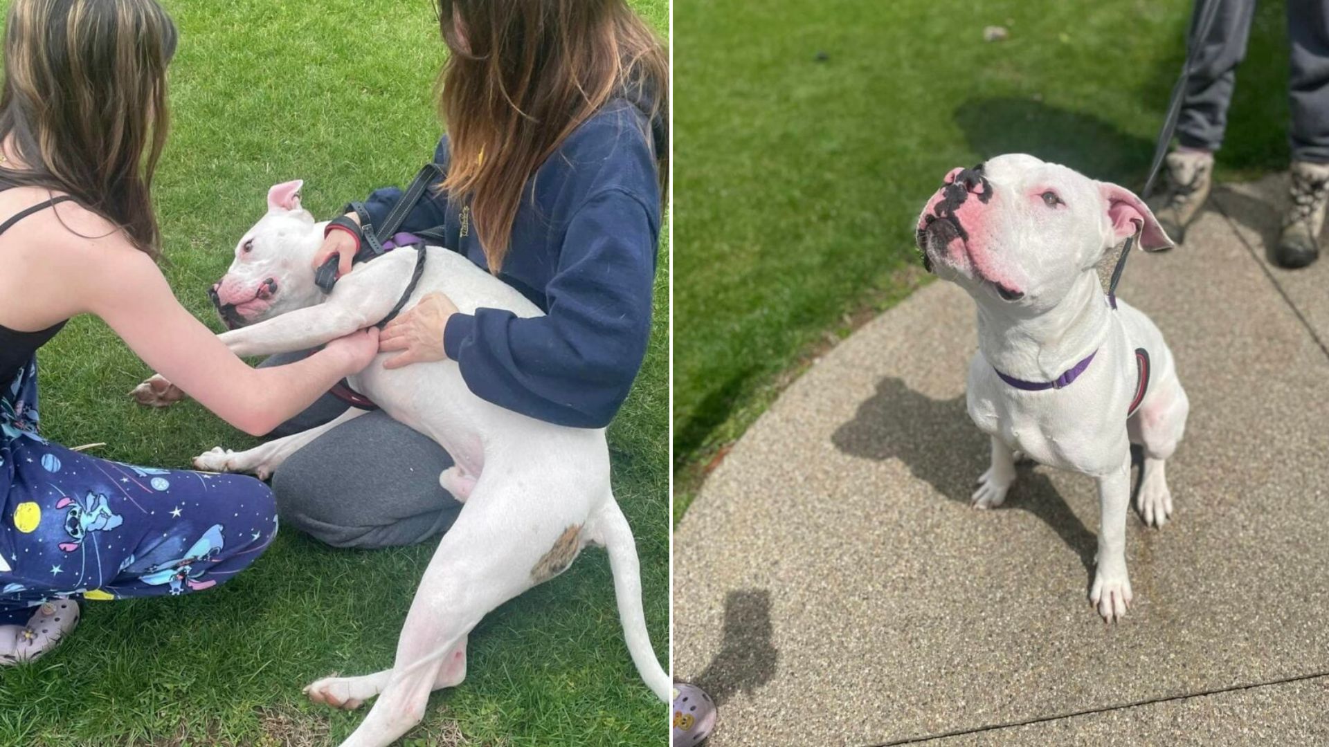 sweet white Pit Bull