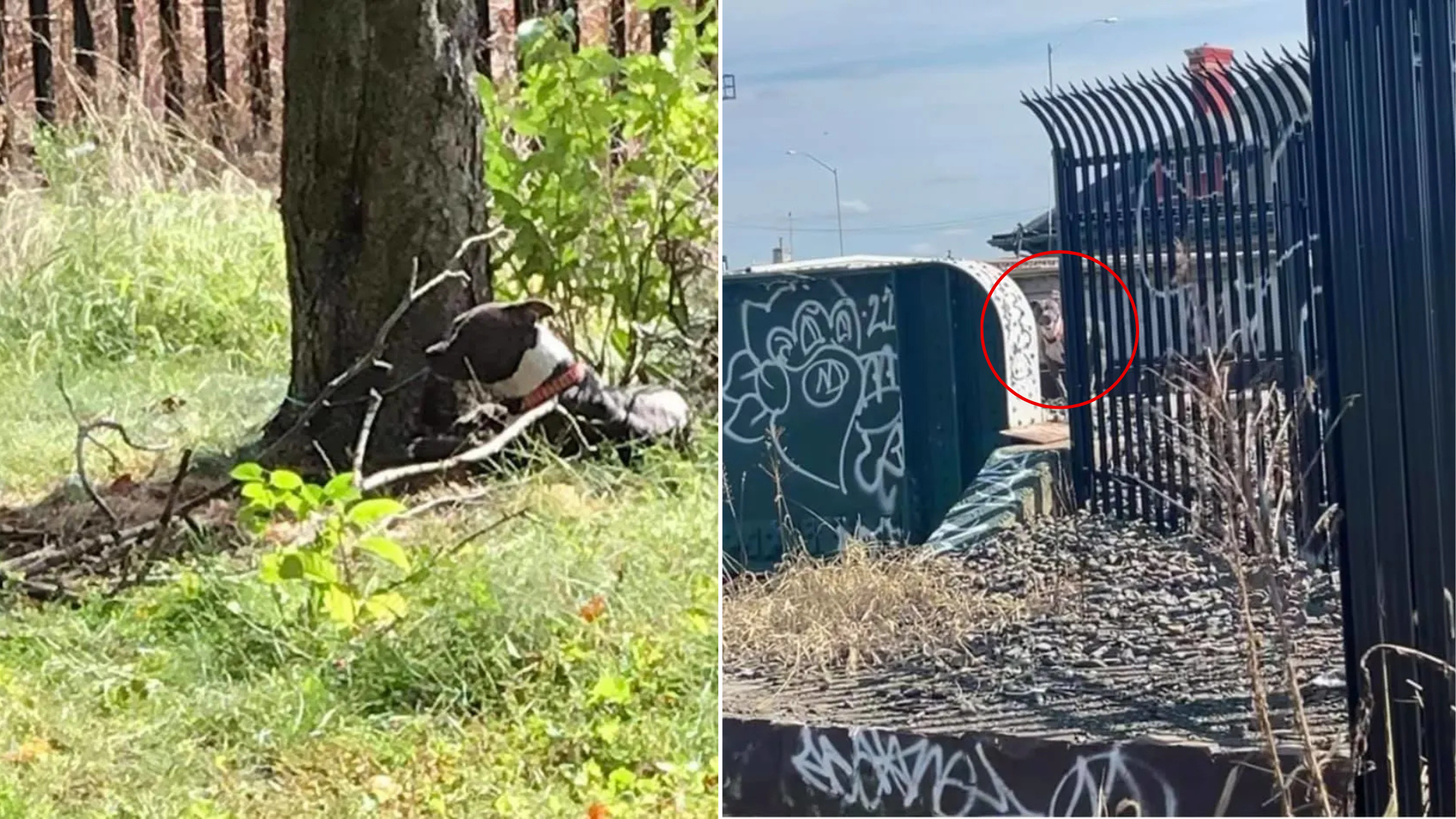 stray dog near train tracks