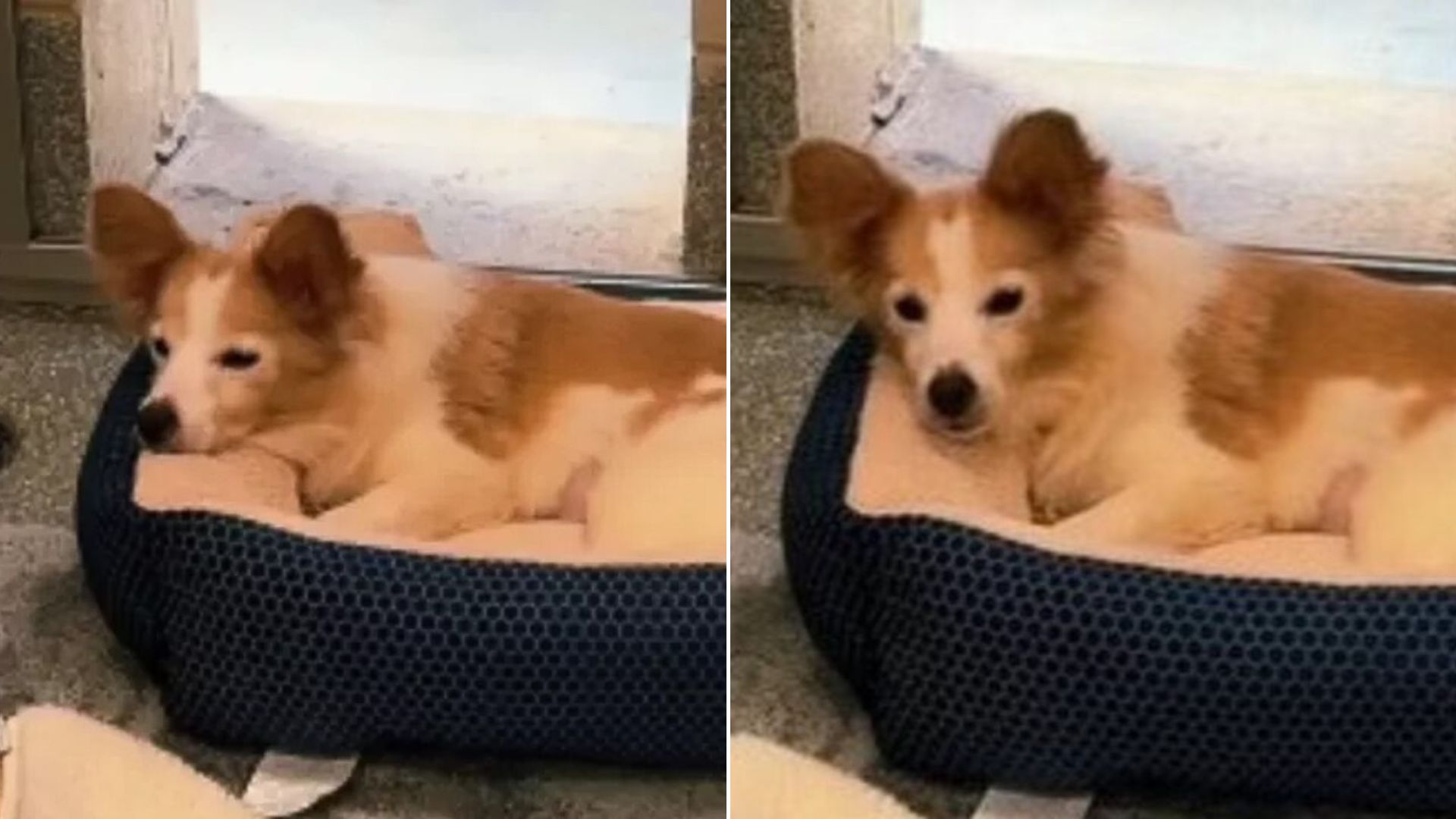 sweet dog laying down