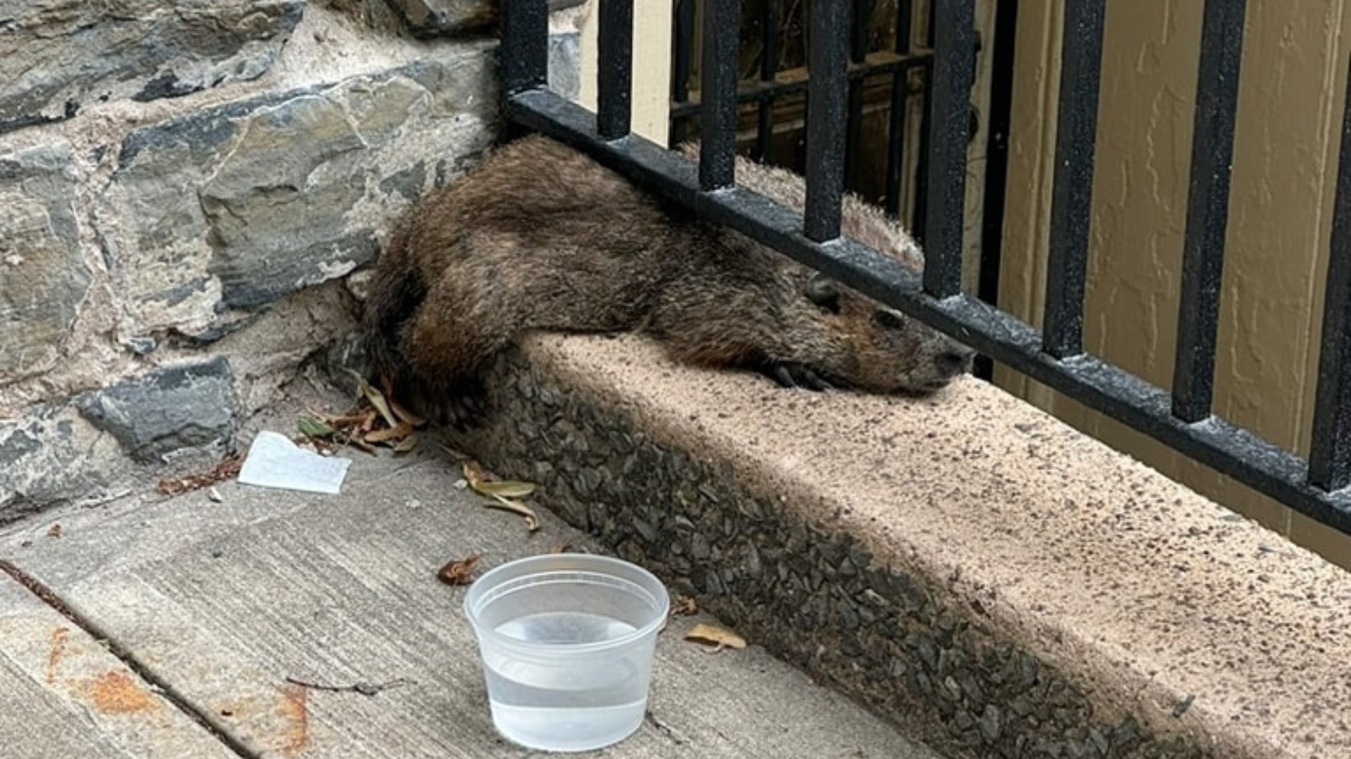 groundhog stuck on stairs