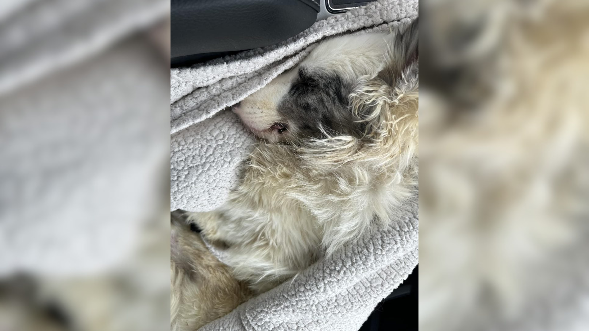 dog wrapped in blanket