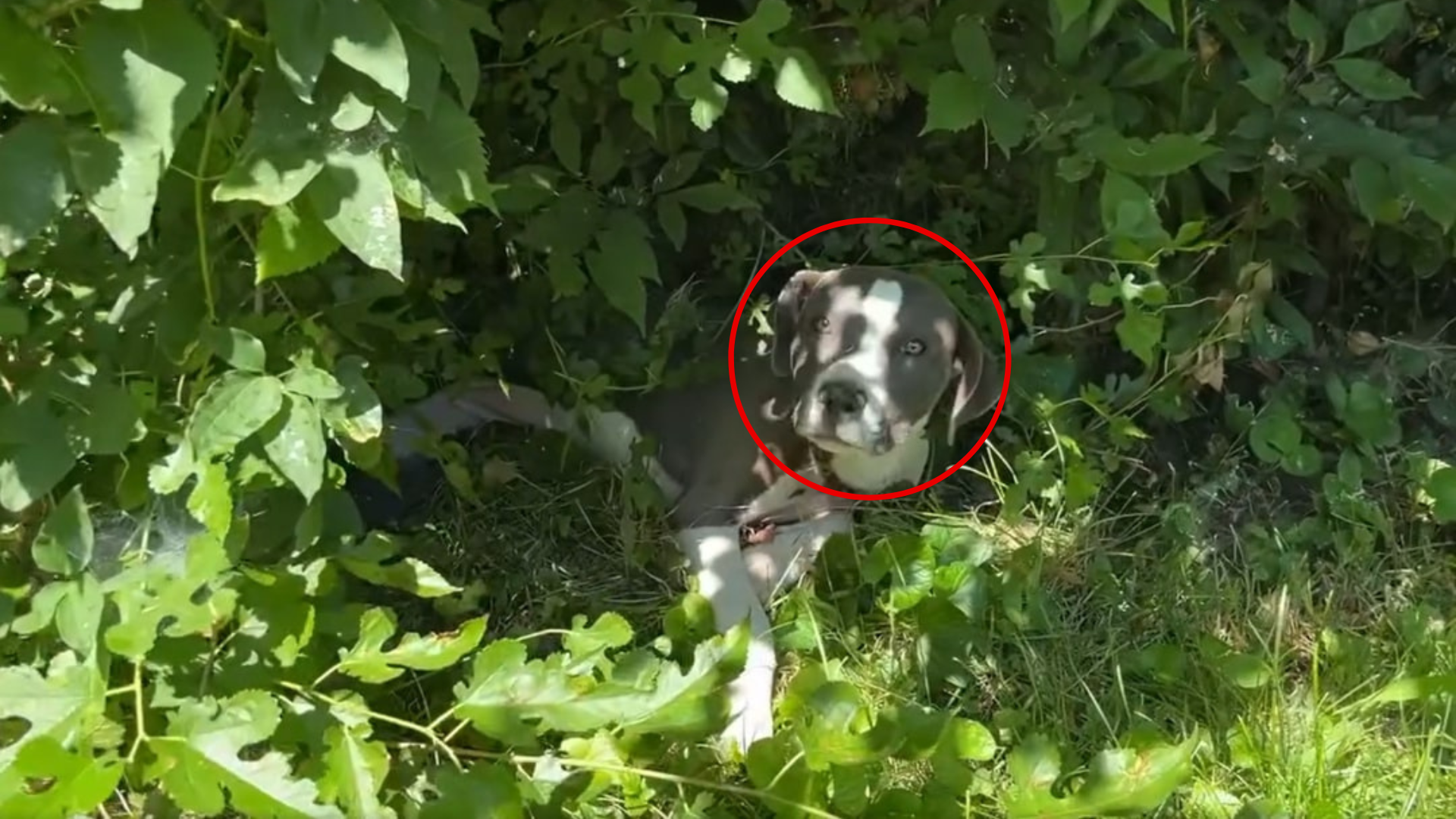 dog hidden in bush