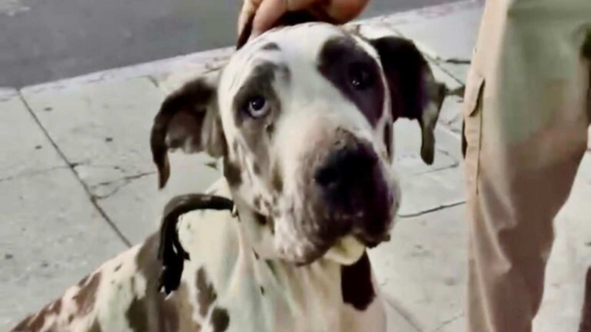 sad dog with droopy eyes