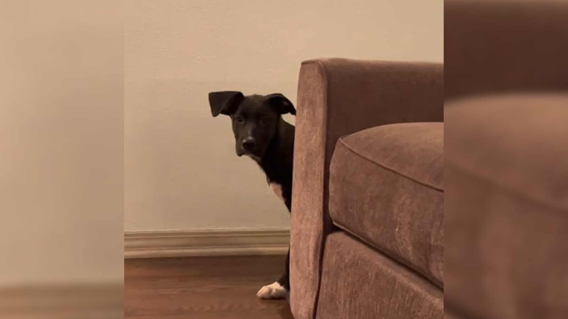 dog hiding behind couch