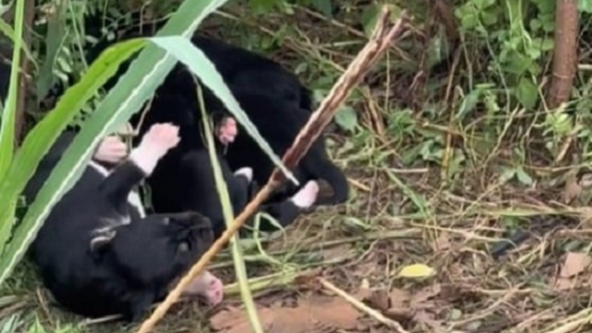 animals hiding in grass