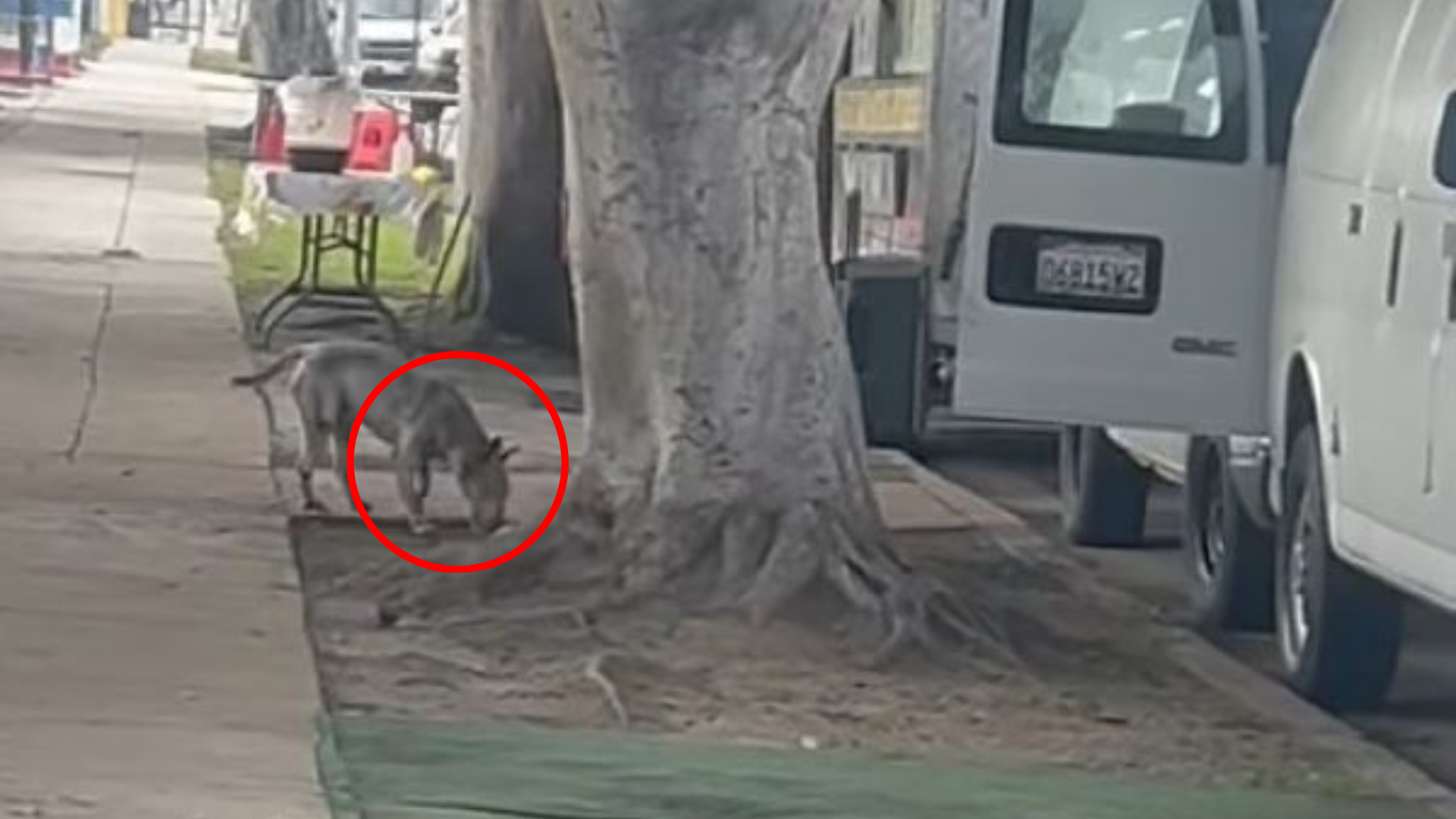 stray dog in the street