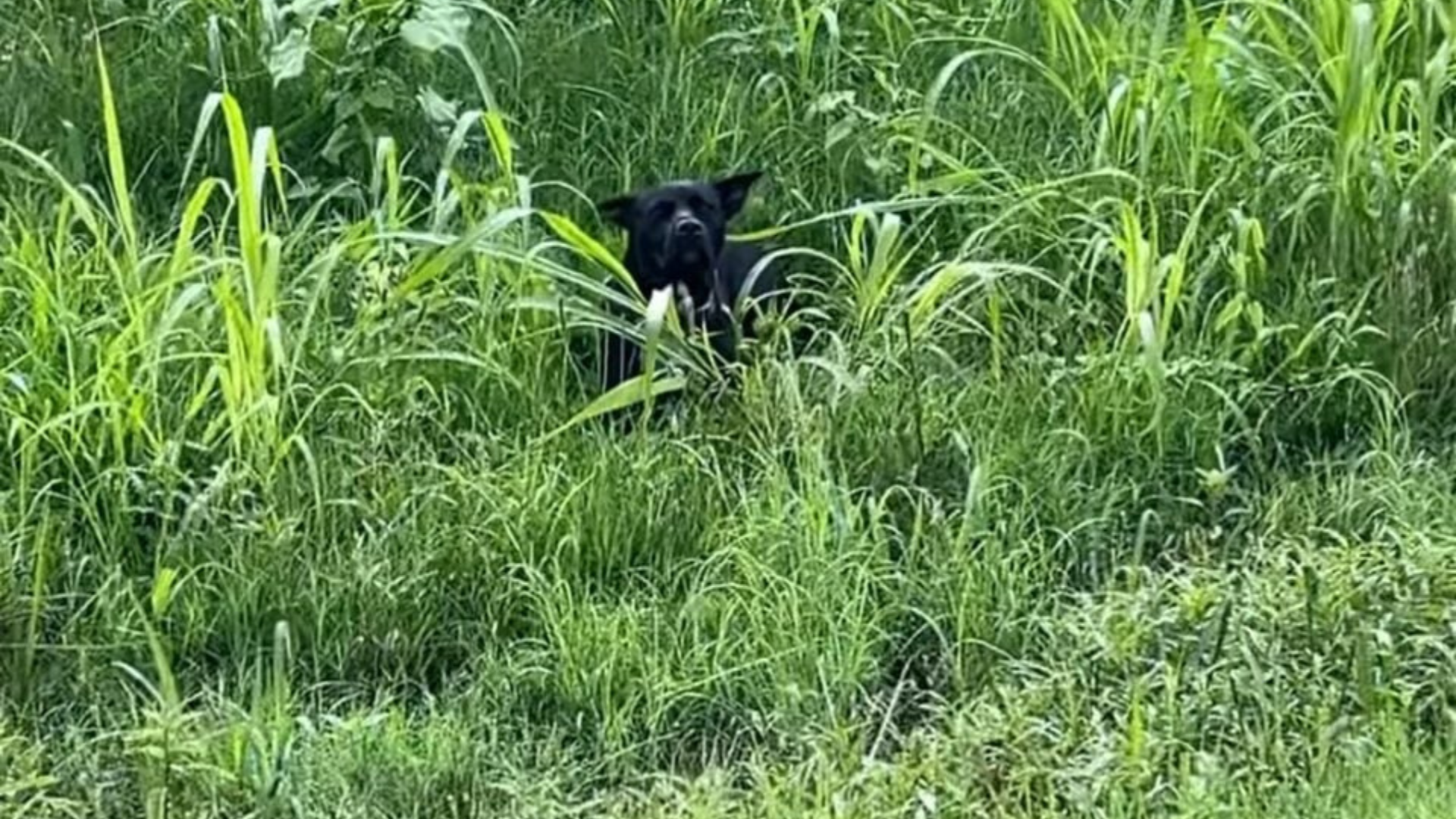 dog hiding in tall grass