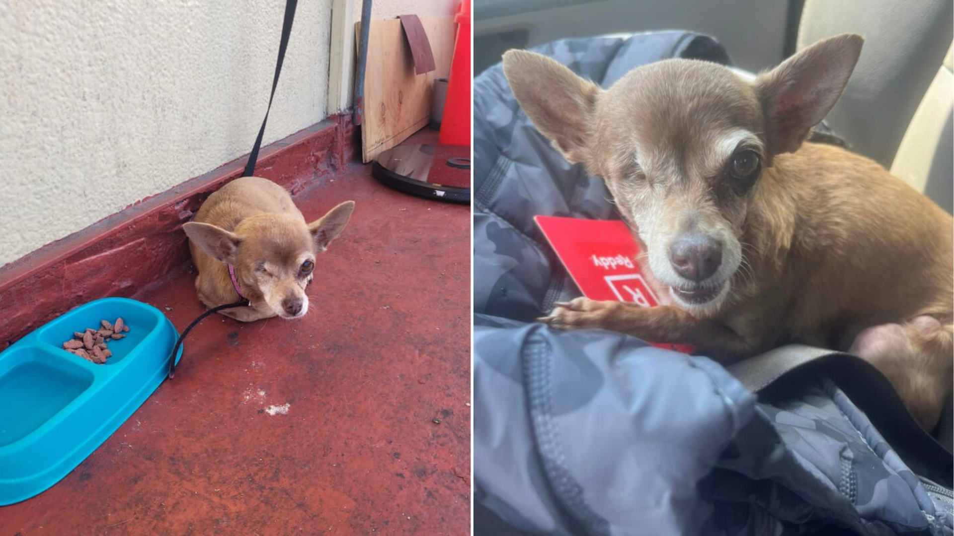 old dog with one eye