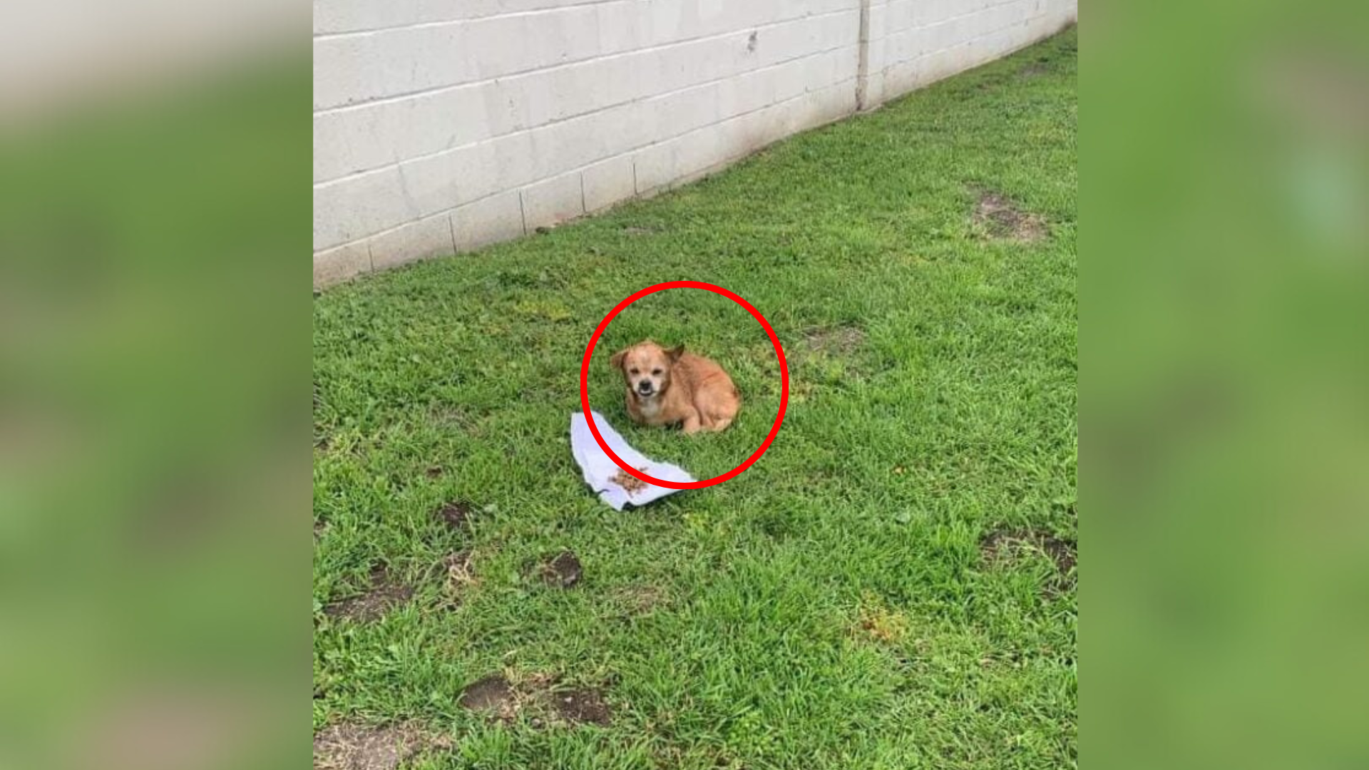 small dog alone on grass