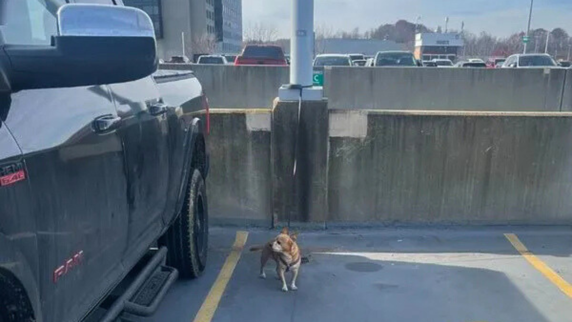 dog on parking lot