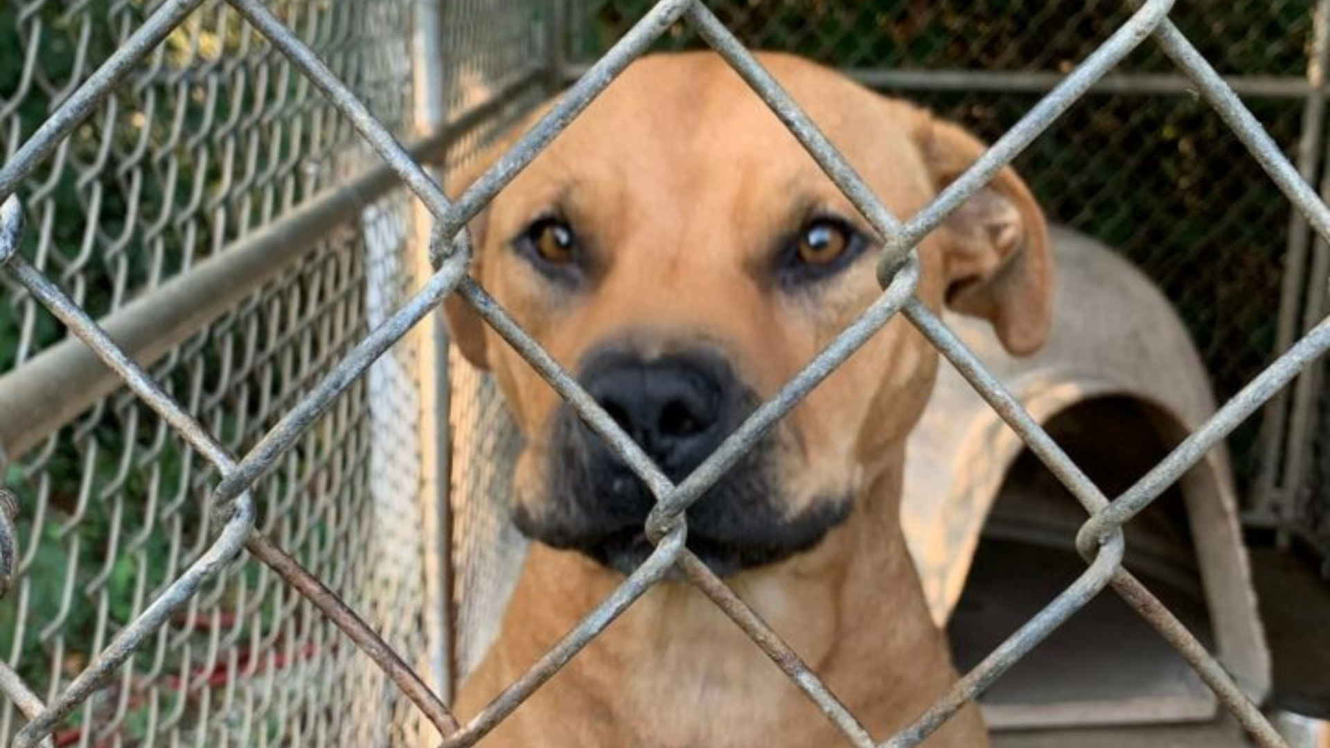 dog in shelter cage
