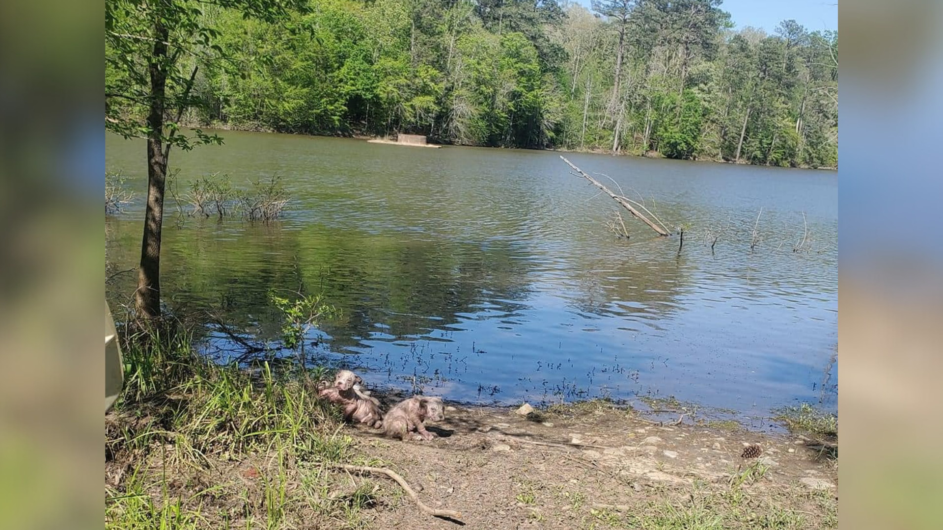 sick puppies near lake
