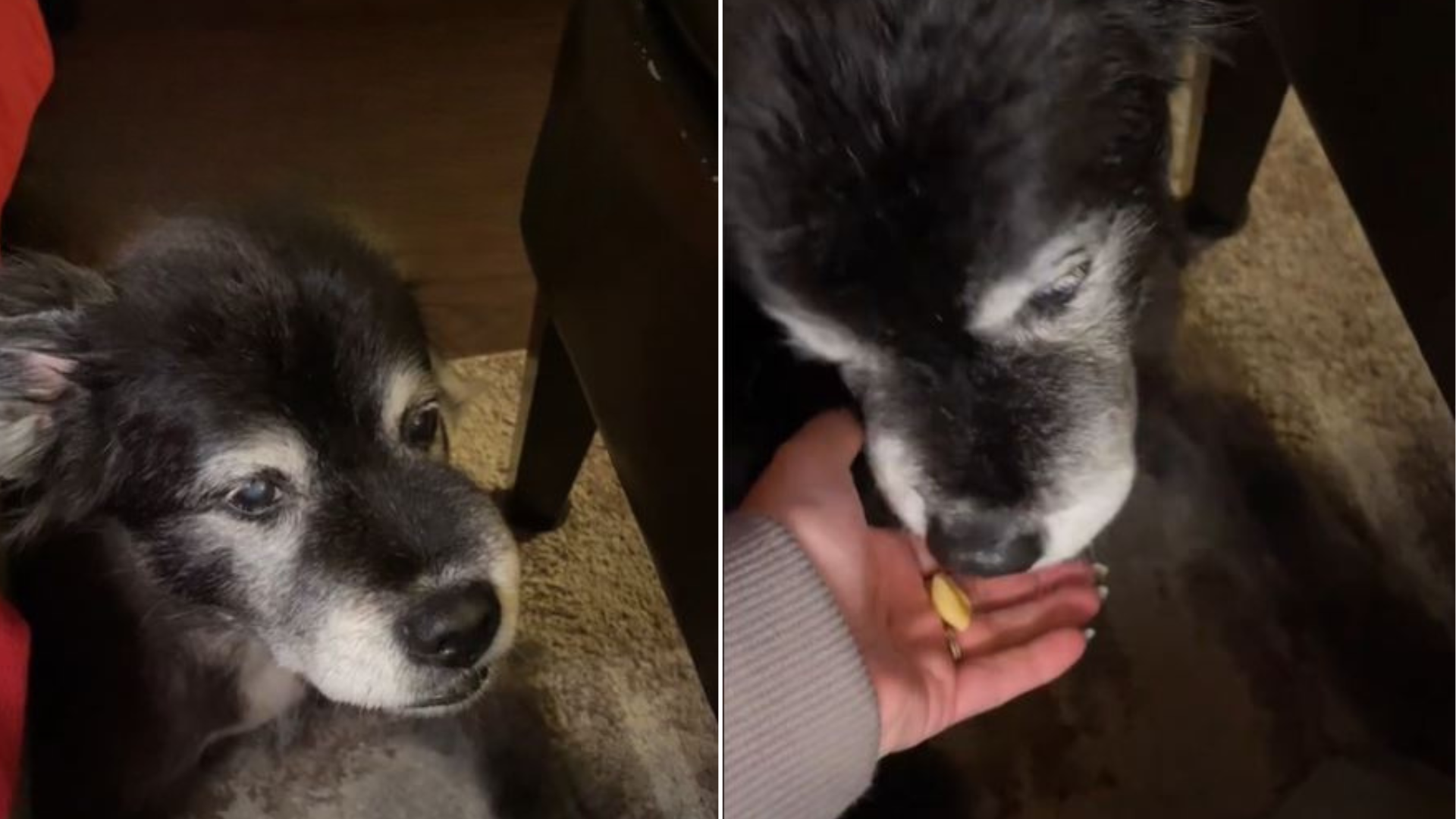 puppy fed from hand