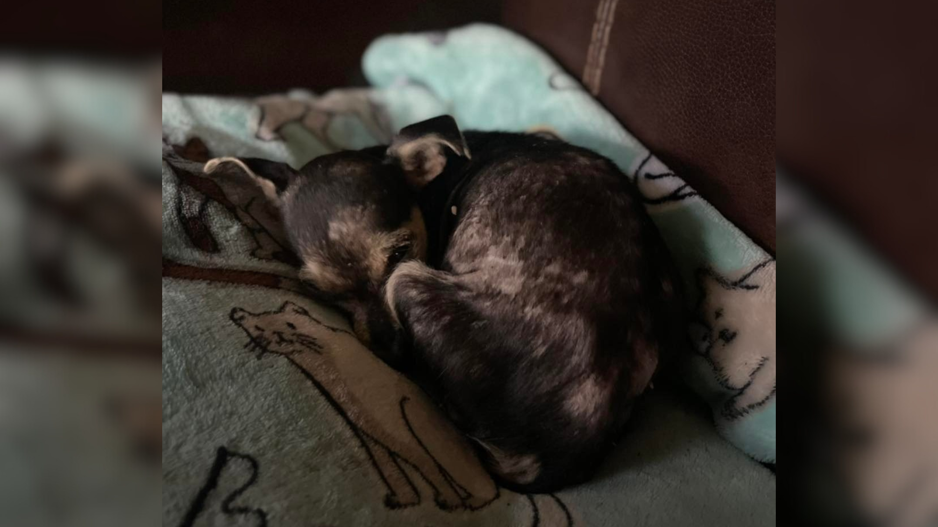 dog curled on pillow