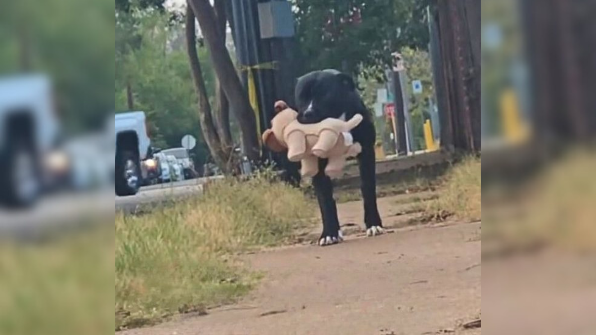dog carrying toy in mouth