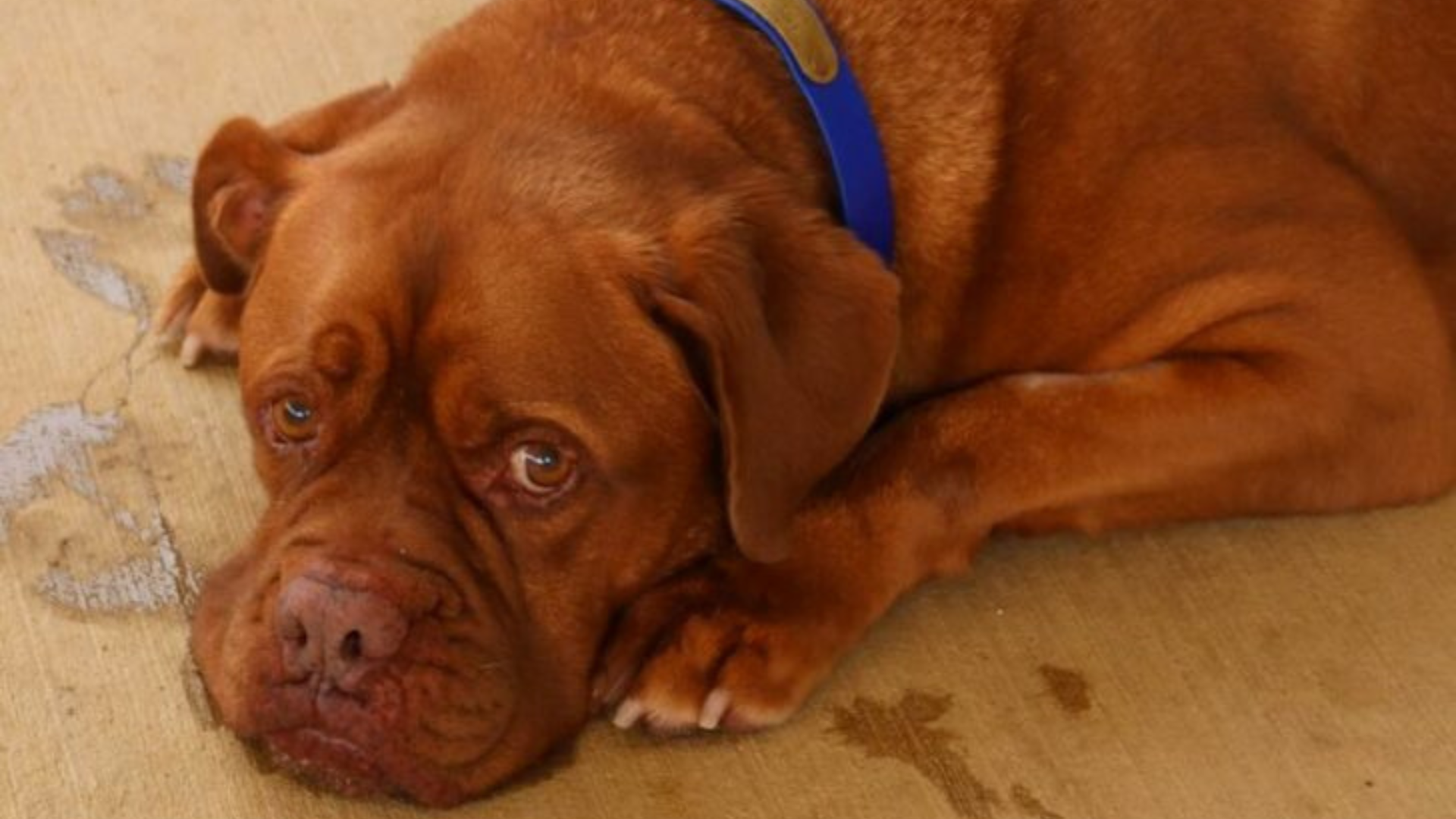 brown dog lying on floor