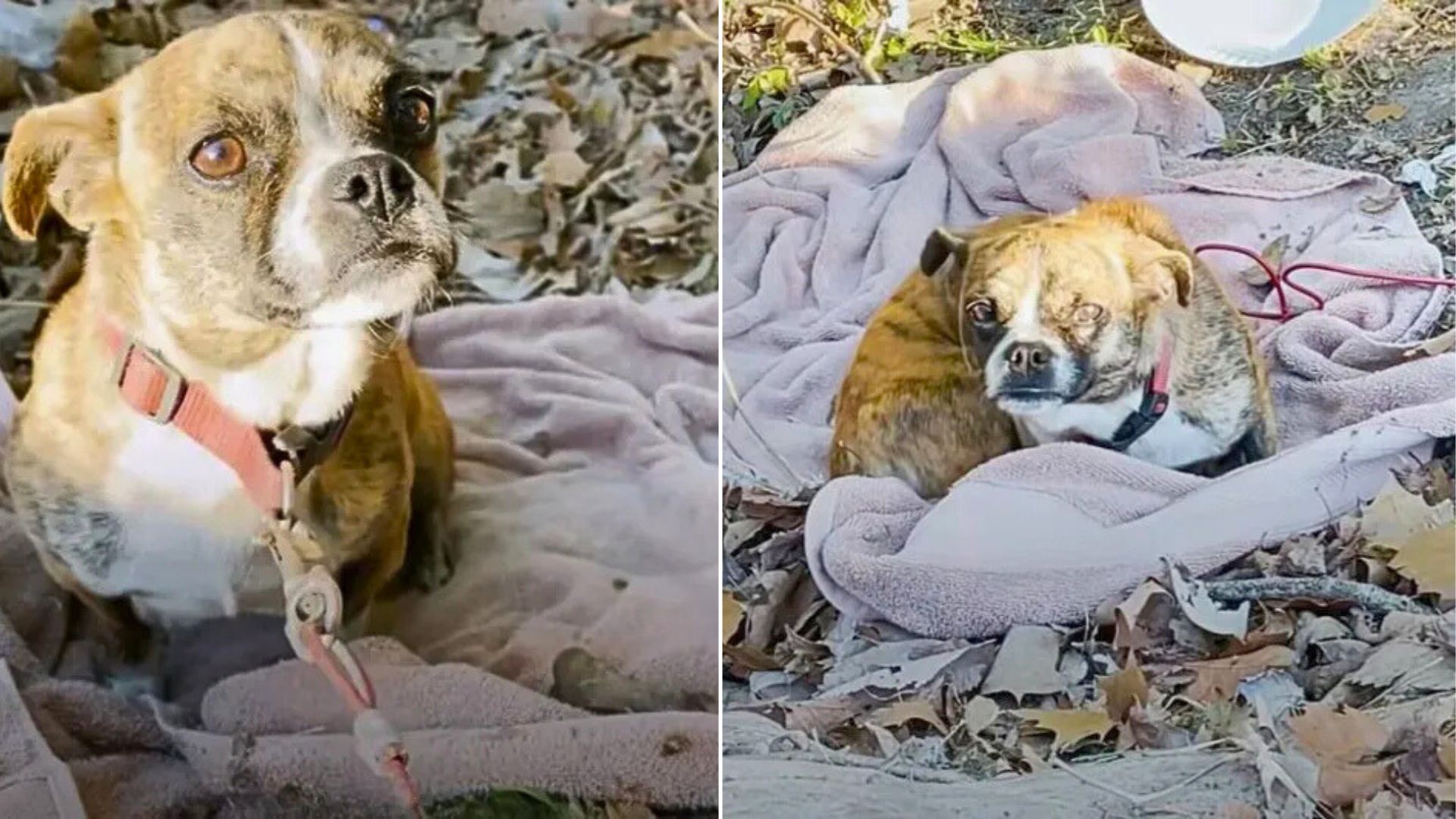 dog laying on blanket