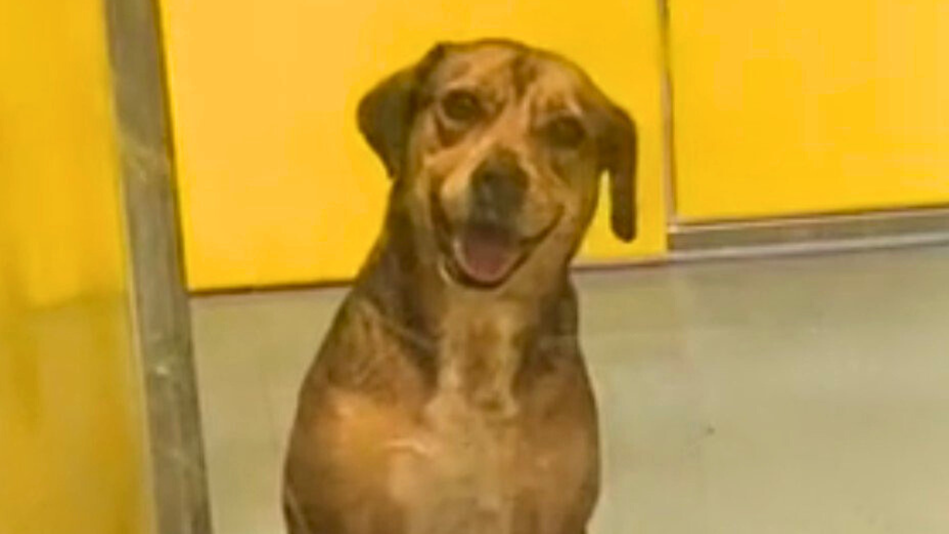 smiling dog in shelter