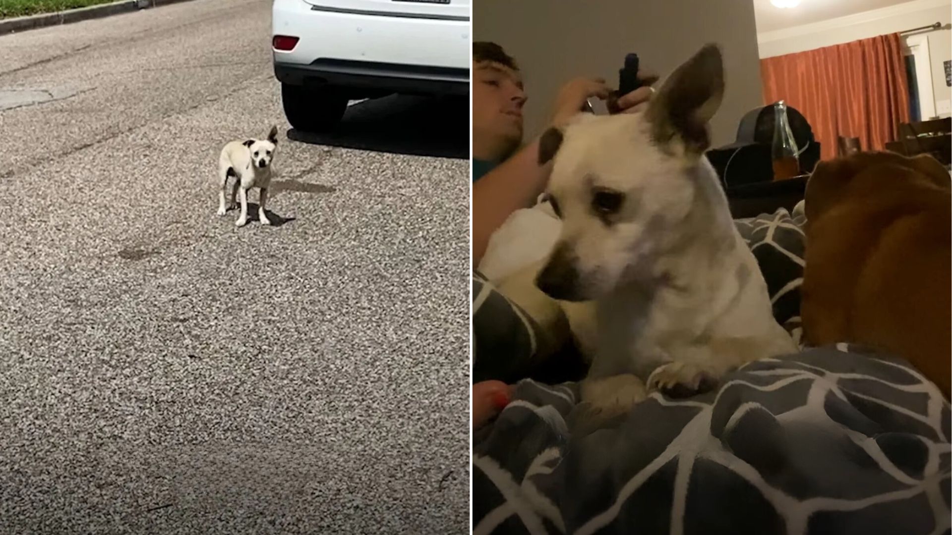 dog with rare condition