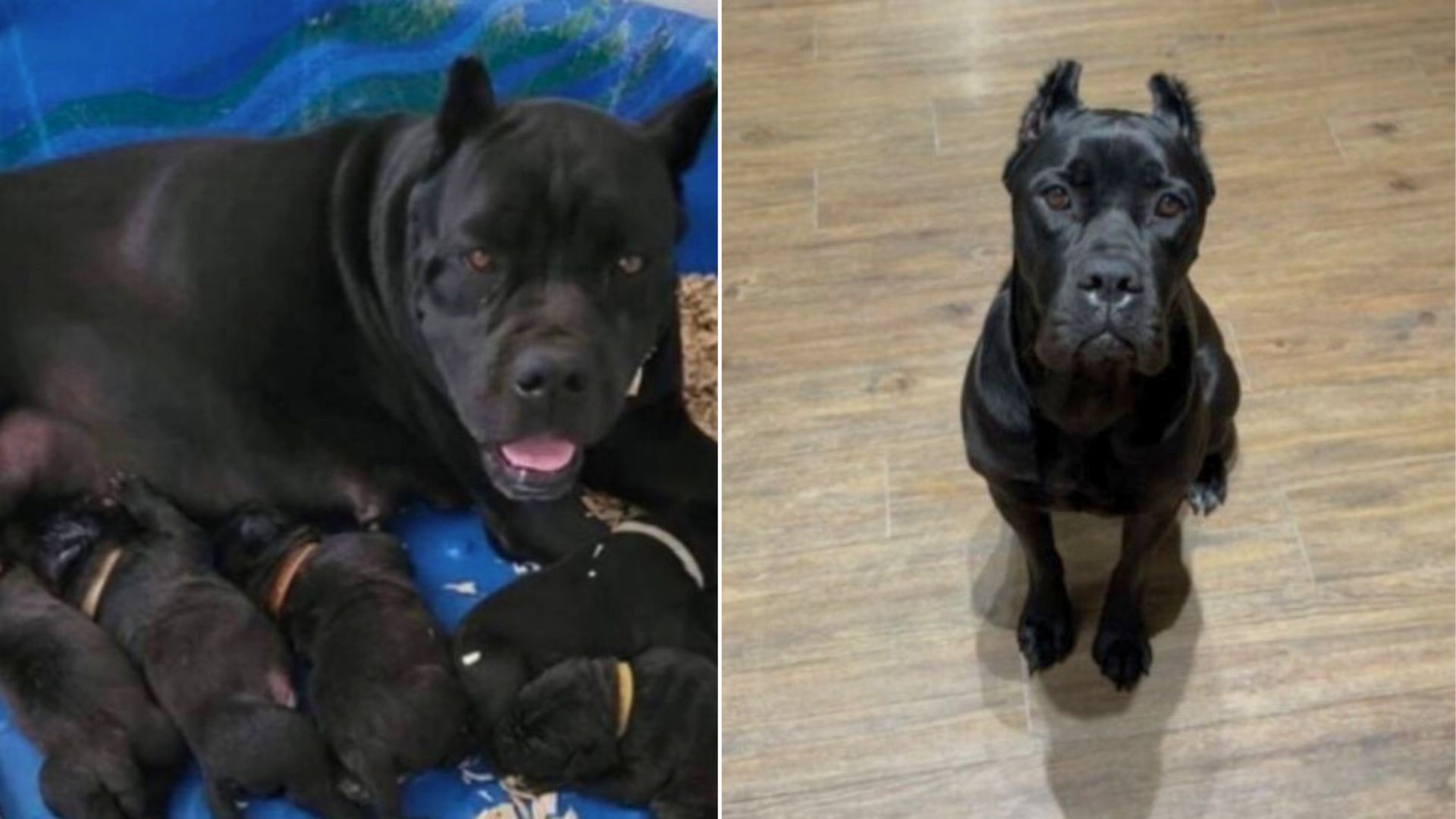 cute black mother dog