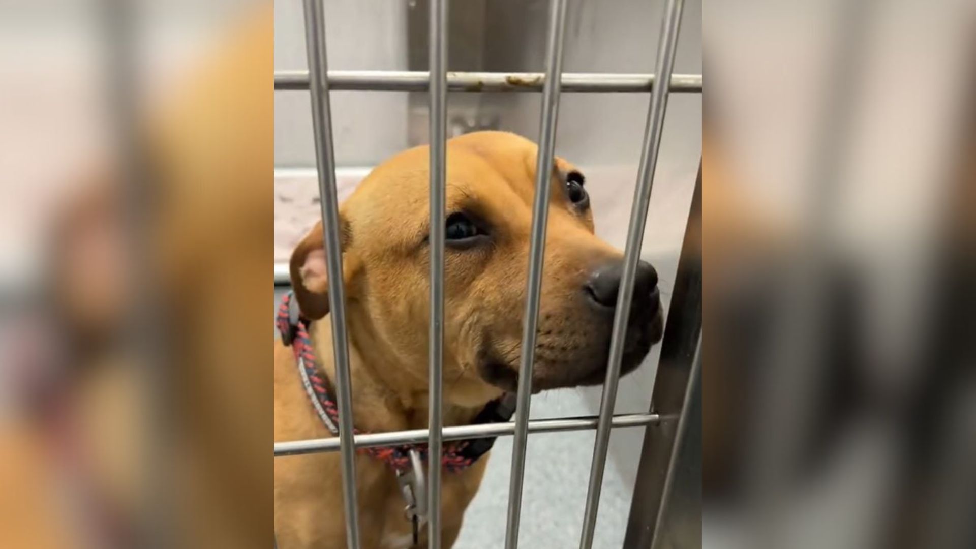 sweet dog in shelter