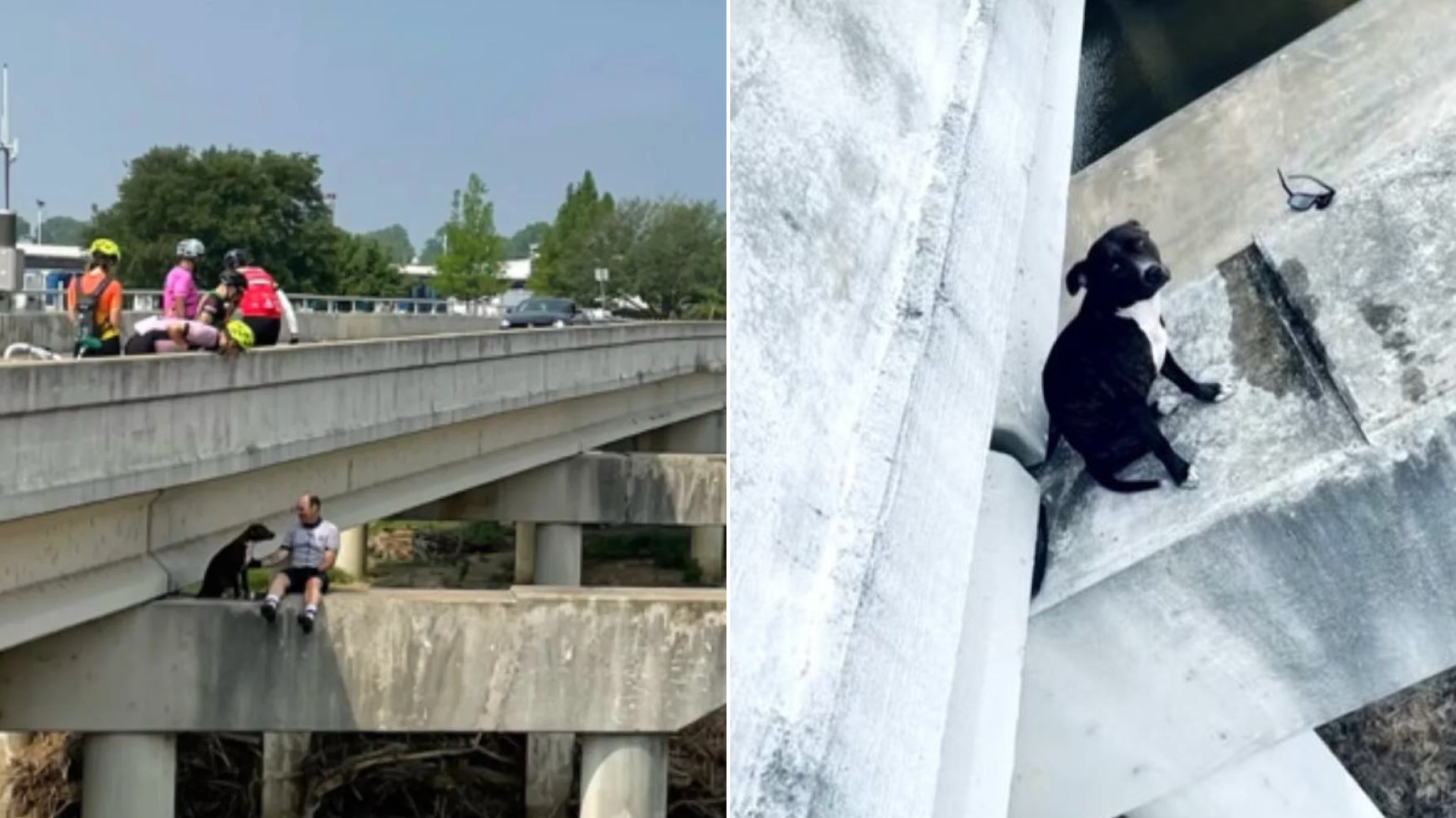 dog stuck on bridge