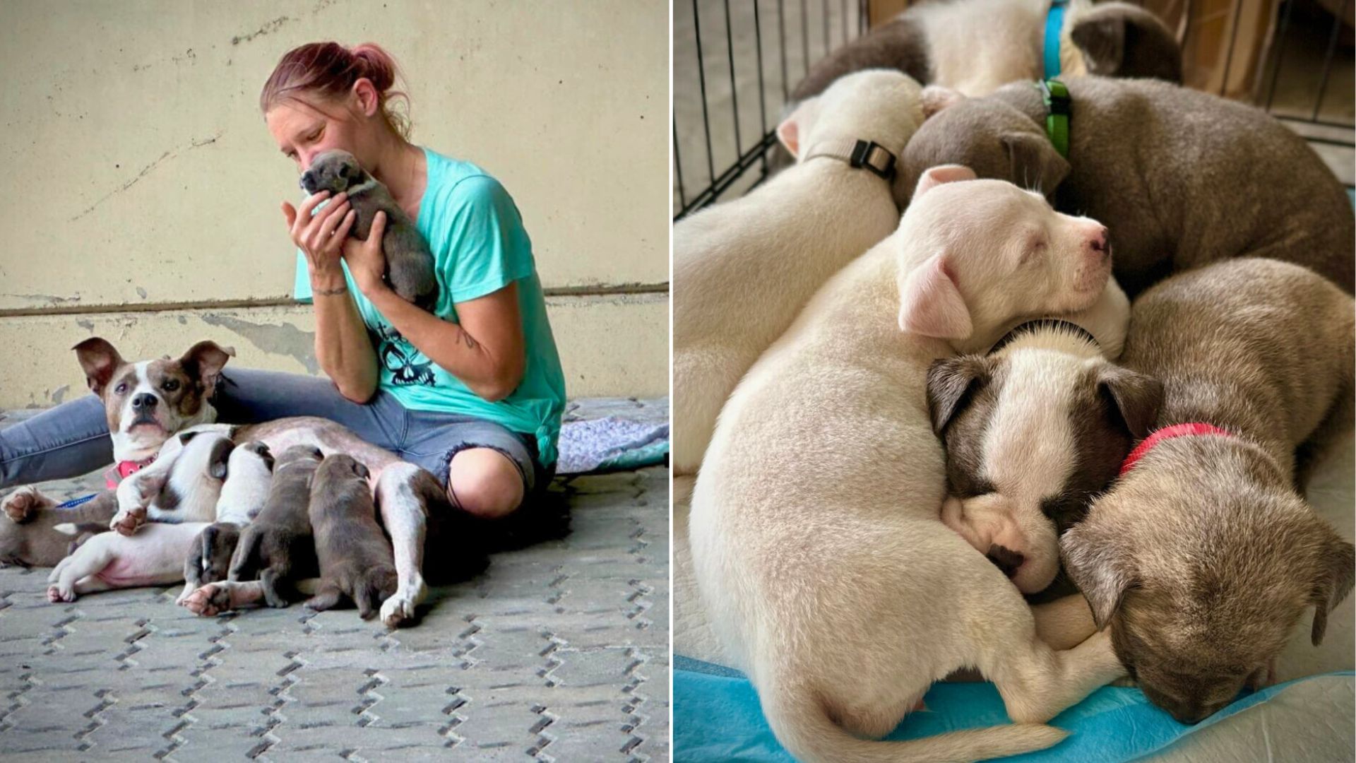 woman and puppies on street