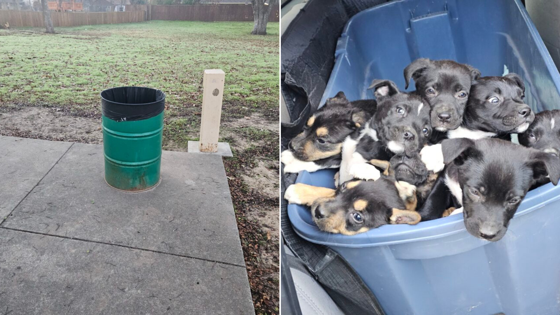 Texas Man Walking His Dog Makes A Heartbreaking Discovery Inside A Garbage Can