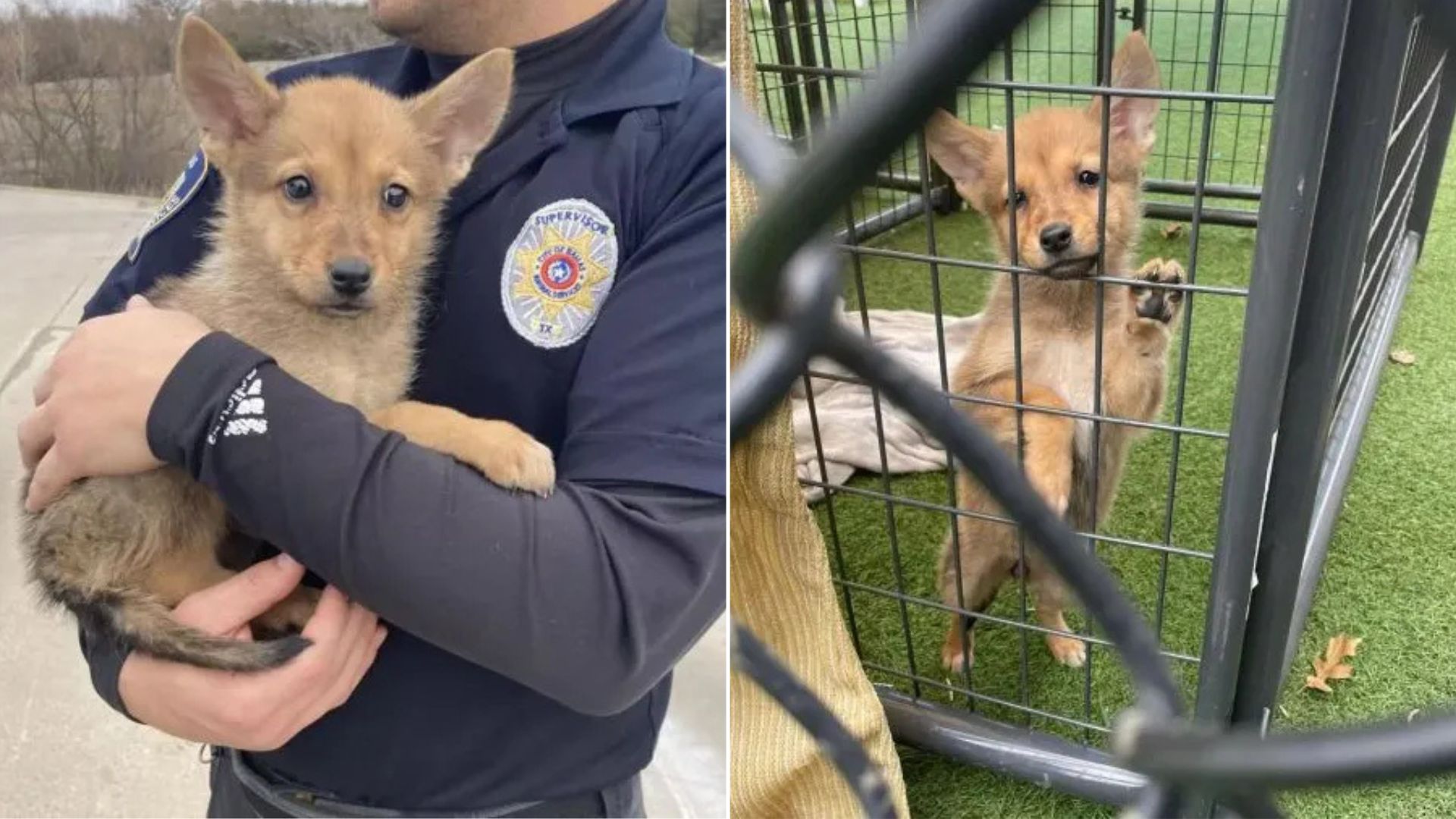 officer holding an animal