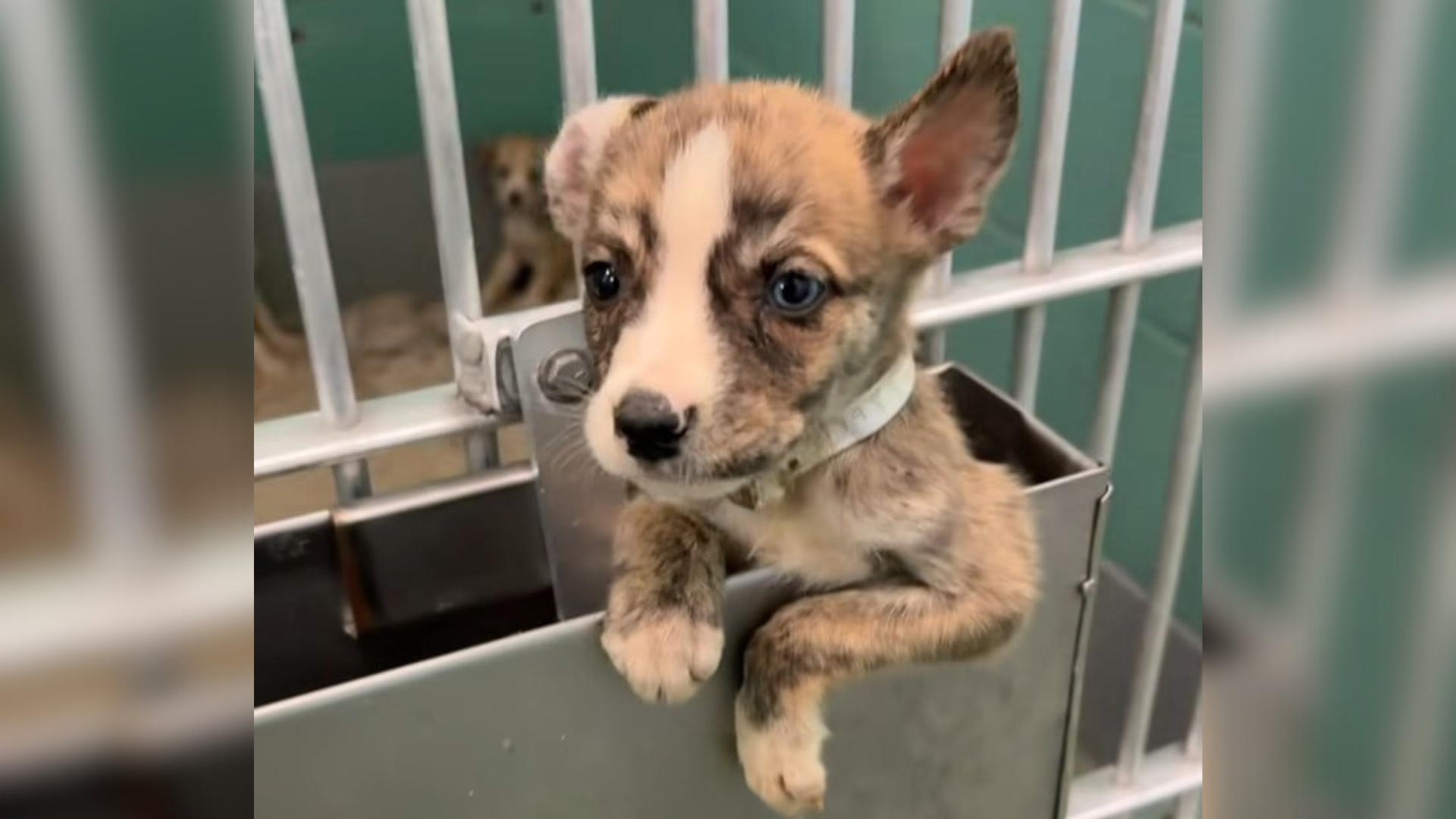 tiny puppy in kennel