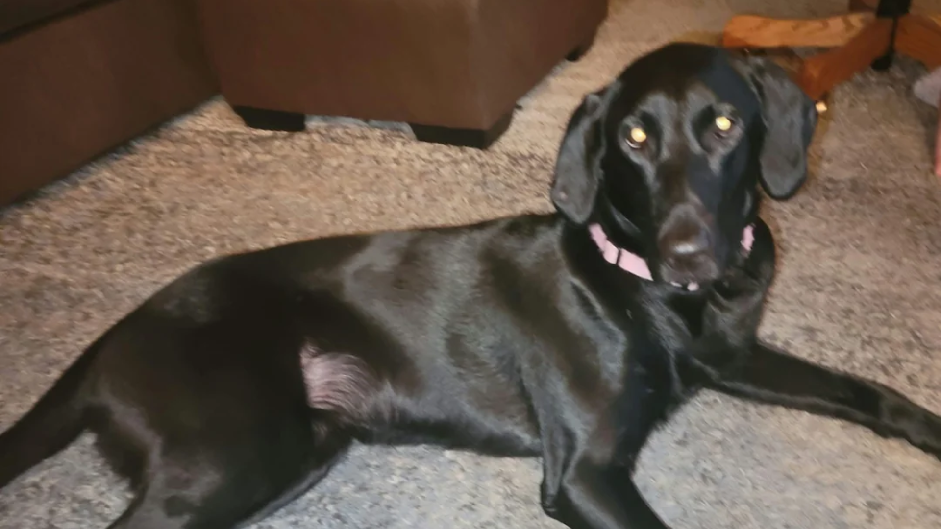 black dog with pink collar