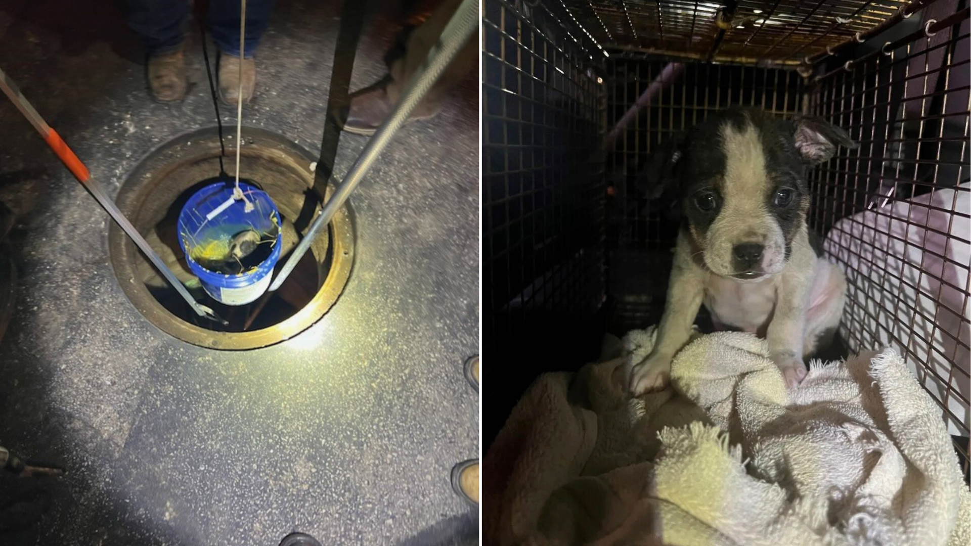 puppy rescued from sewer