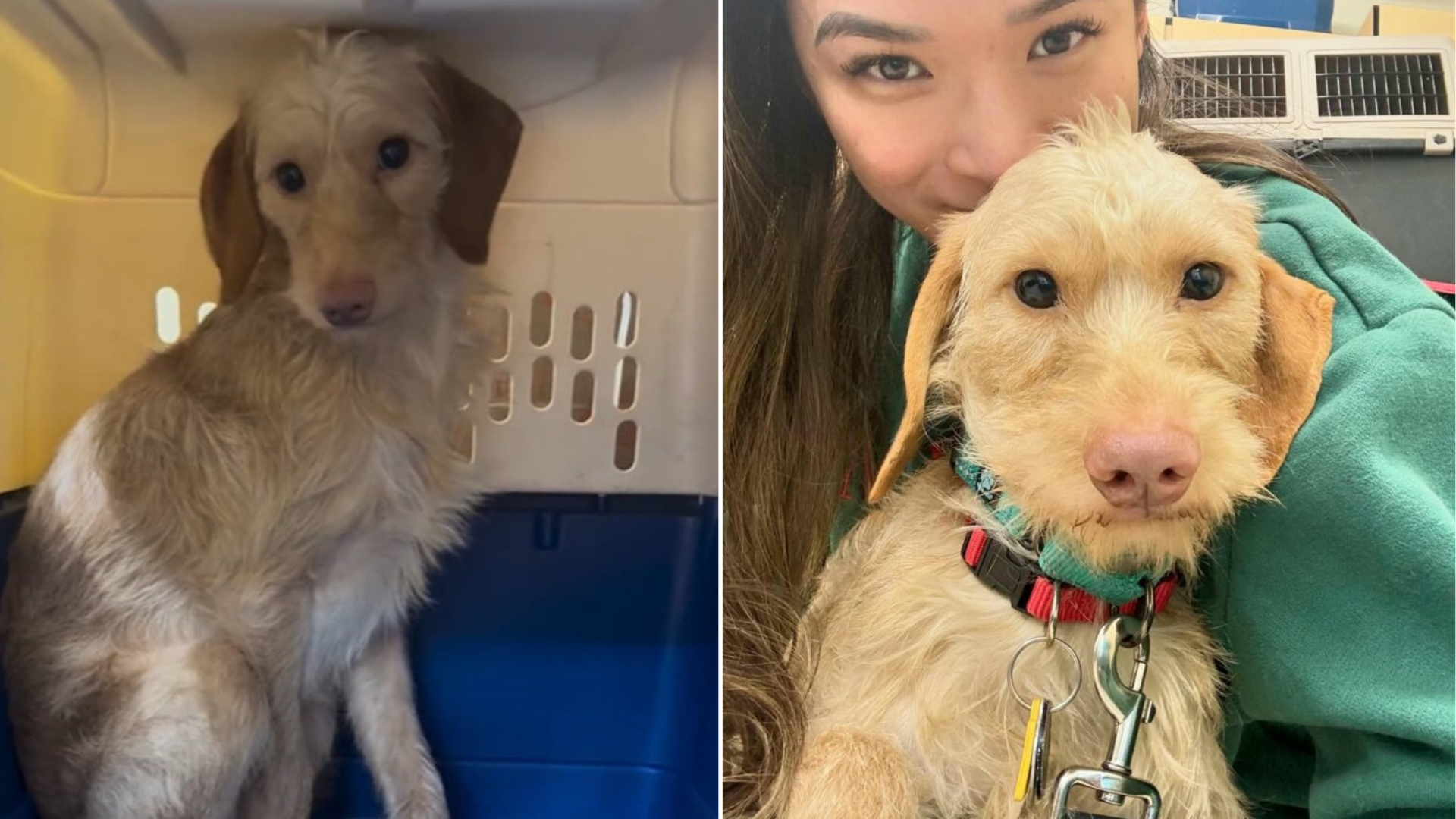 dog in crate and with woman