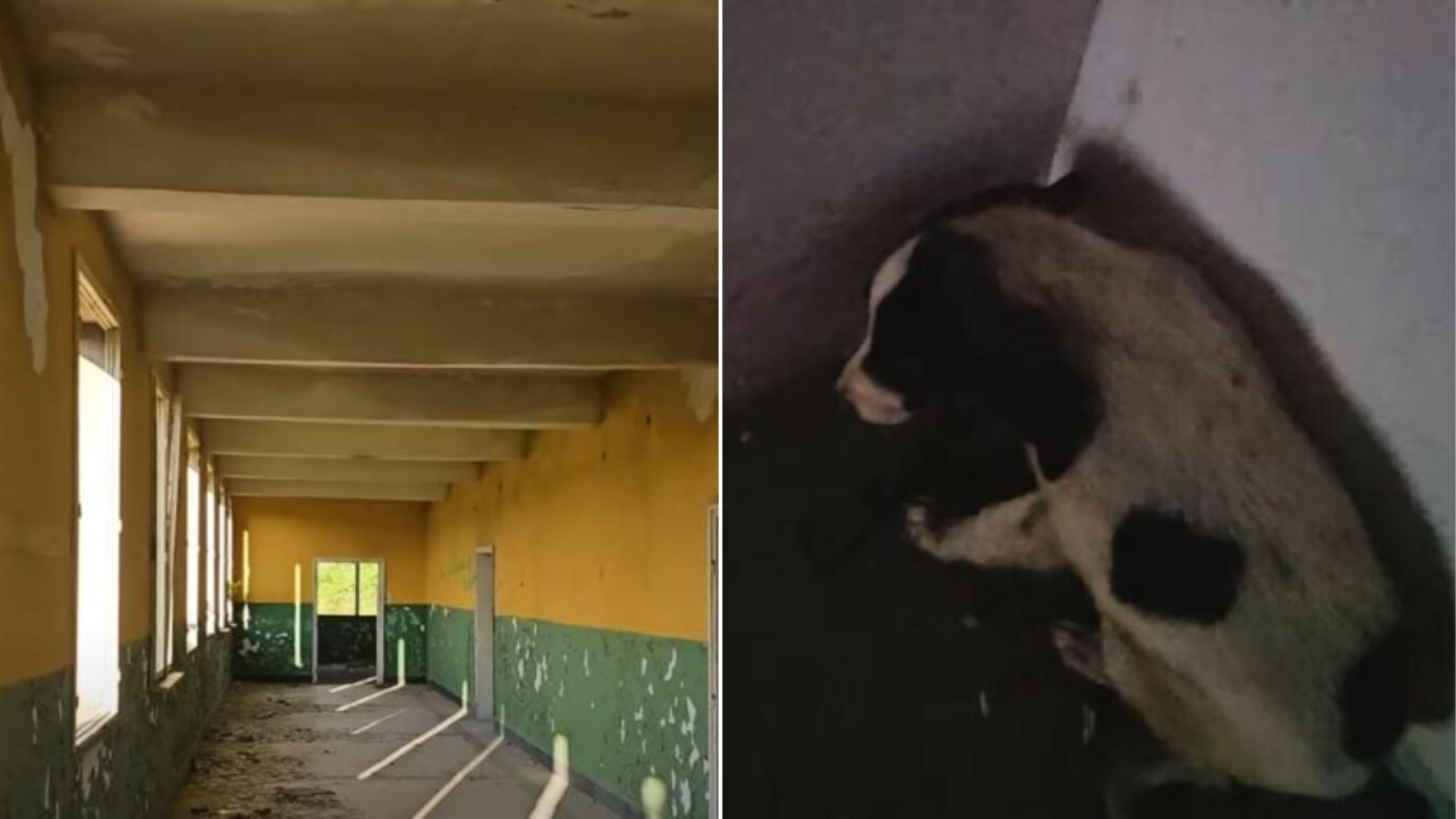 small dog in abandoned building