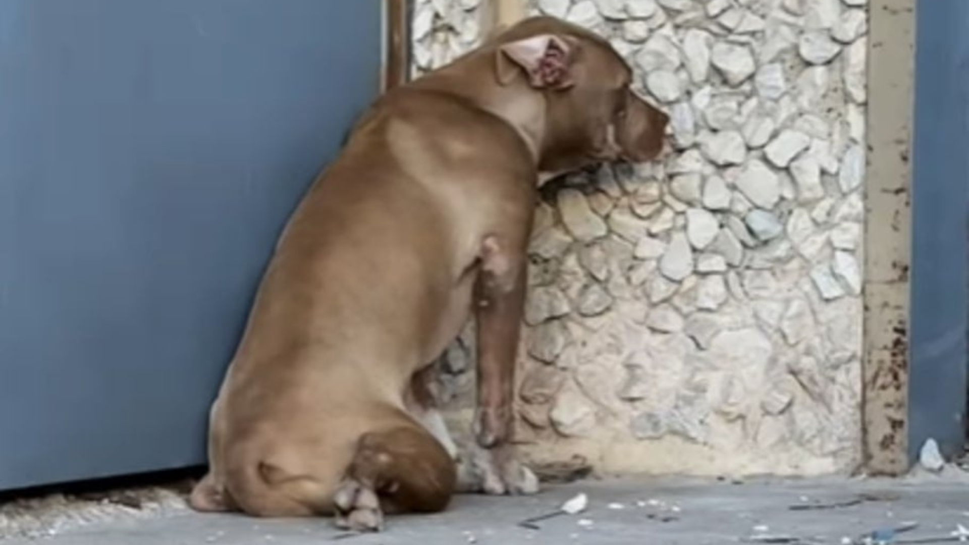 sad dog facing wall