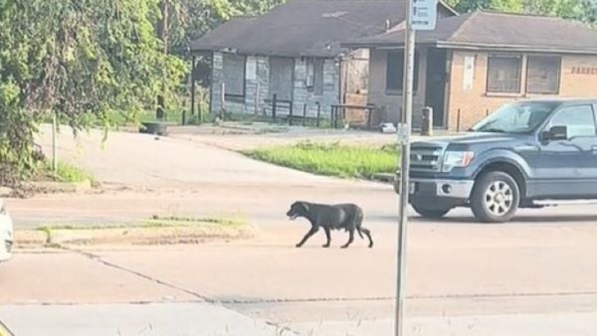 stray dog in the street