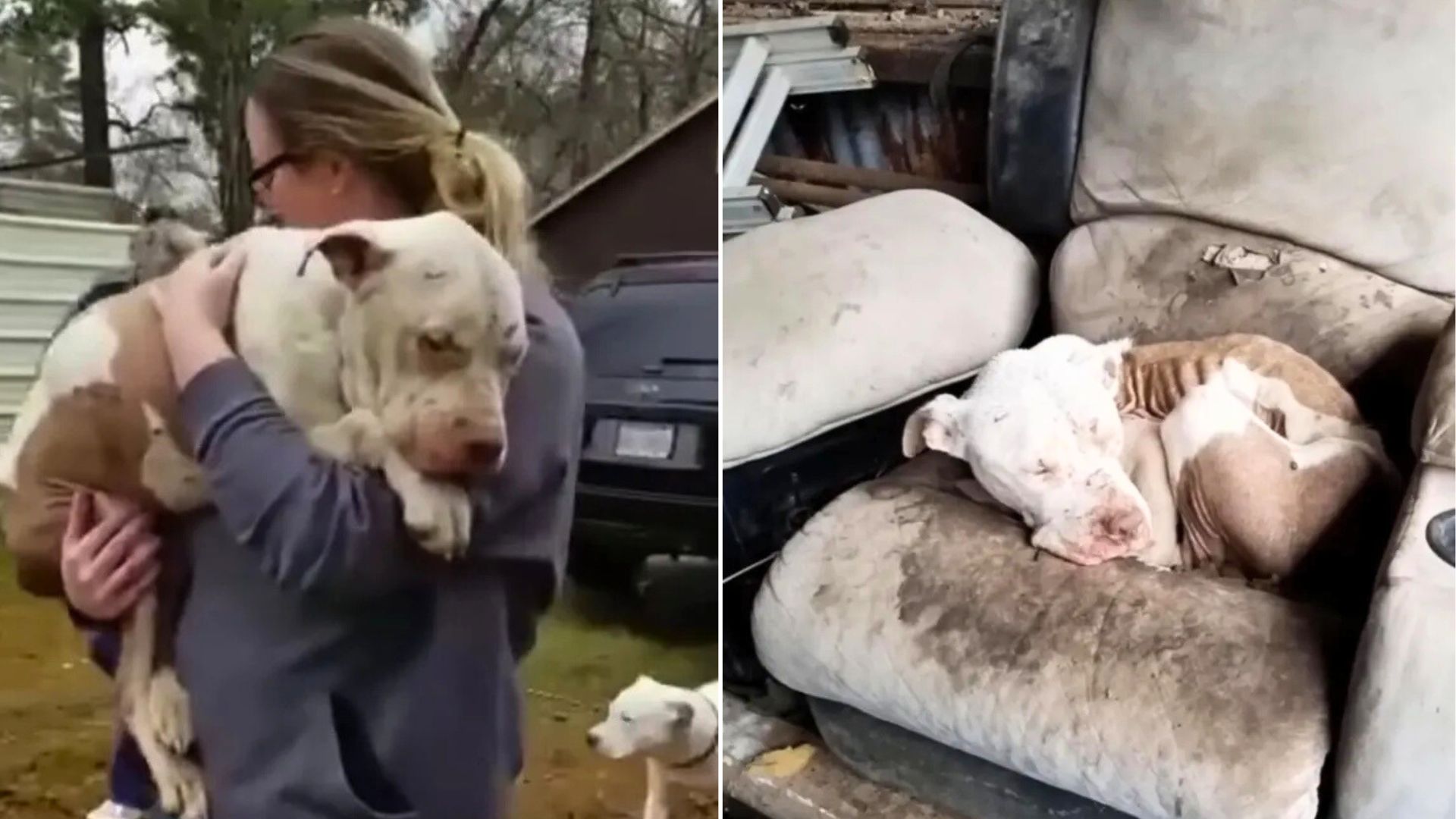 scared dog and puppies