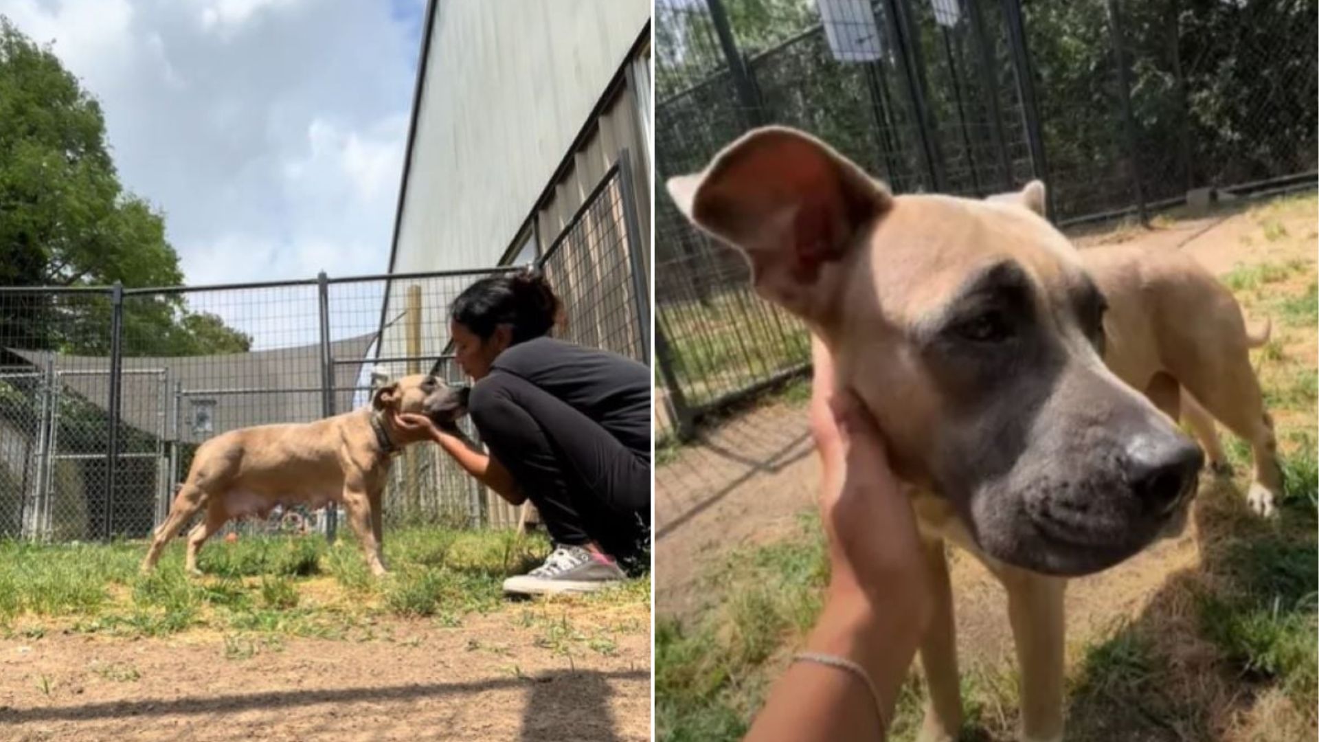 adorable shelter dog