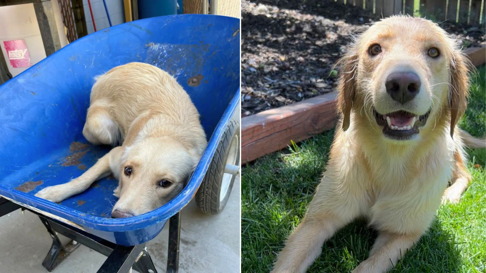 dog in wheelbarrow