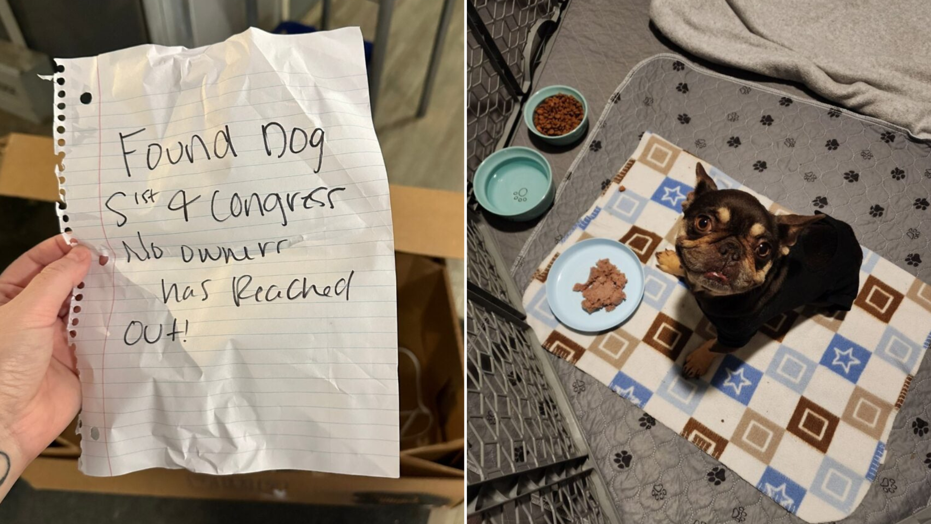 dog abandoned with letter