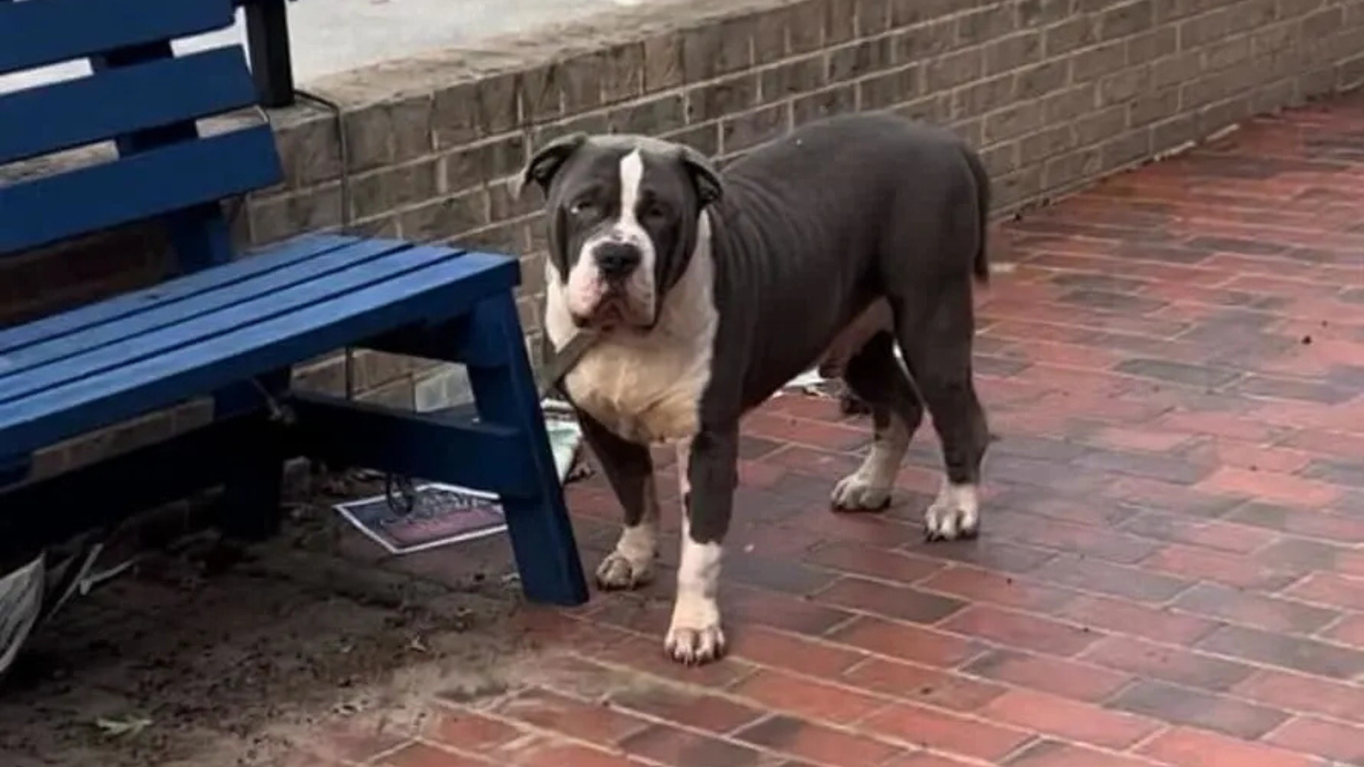 dog tied to bench