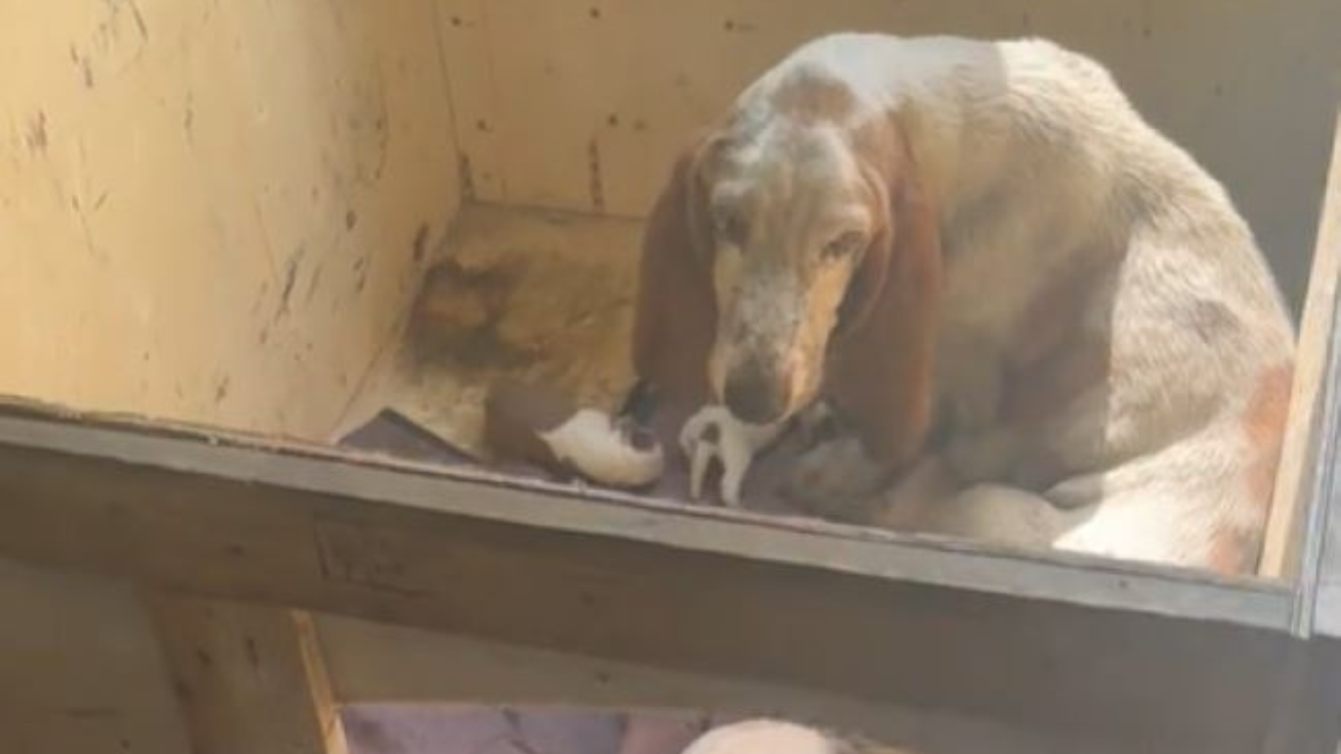 stray mama dog with puppies