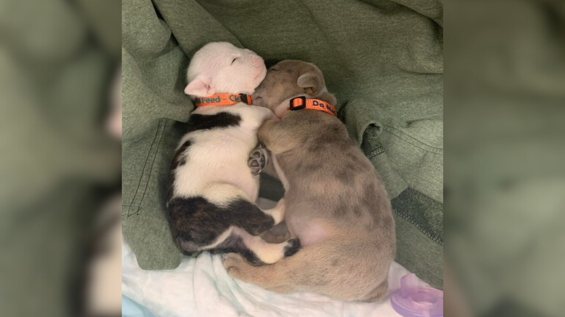 two small puppies