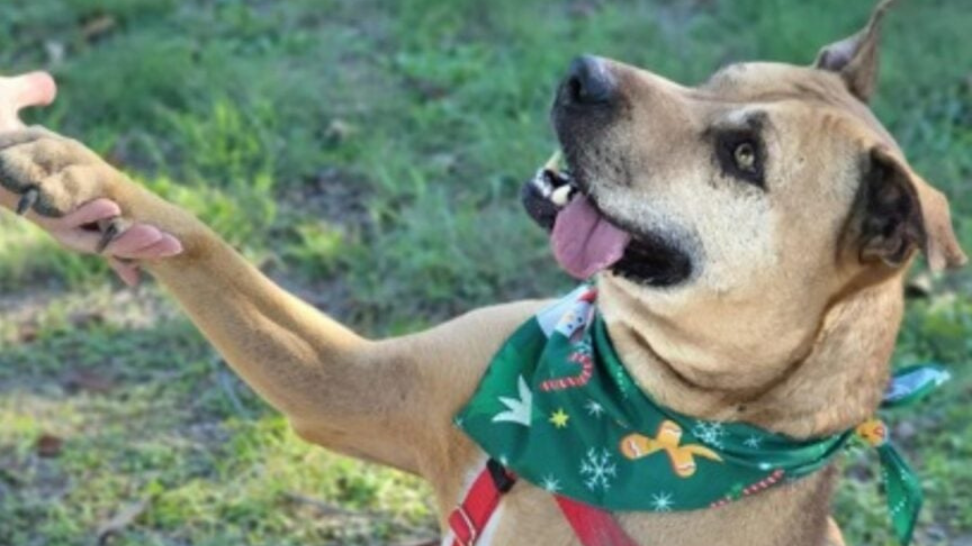 dog with green scarf